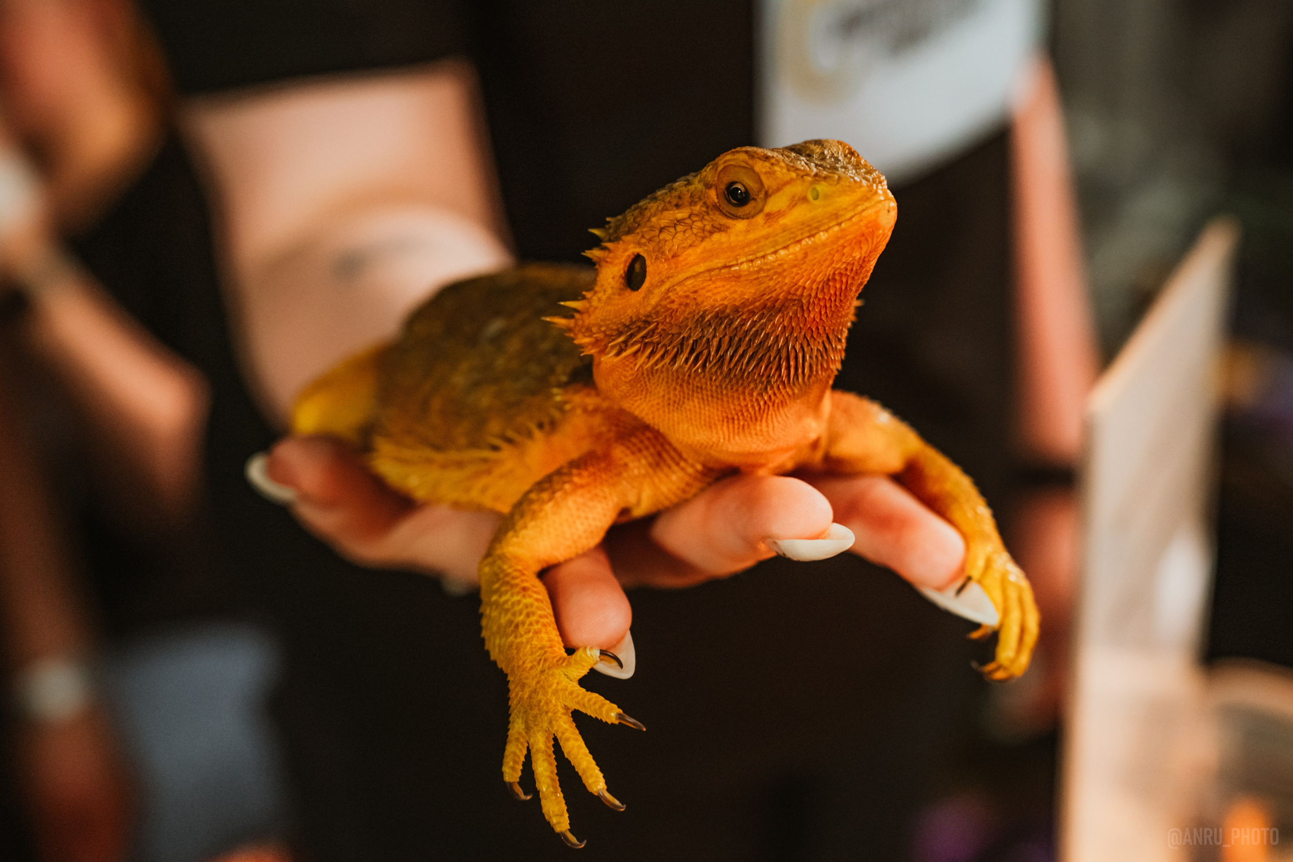 Рептилиум. Репортажный фотограф Анастасия Рубцова