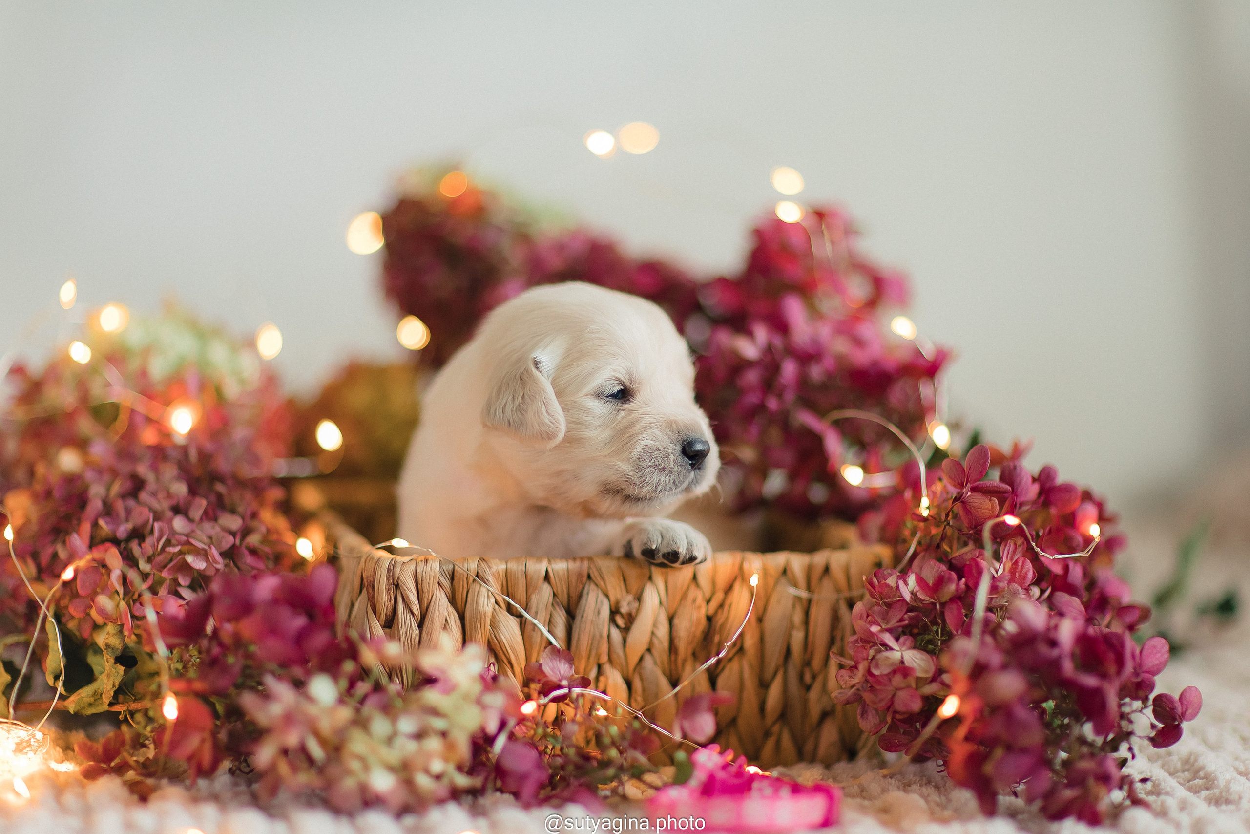 Розовый ошейник. Свадебный и женский фотограф