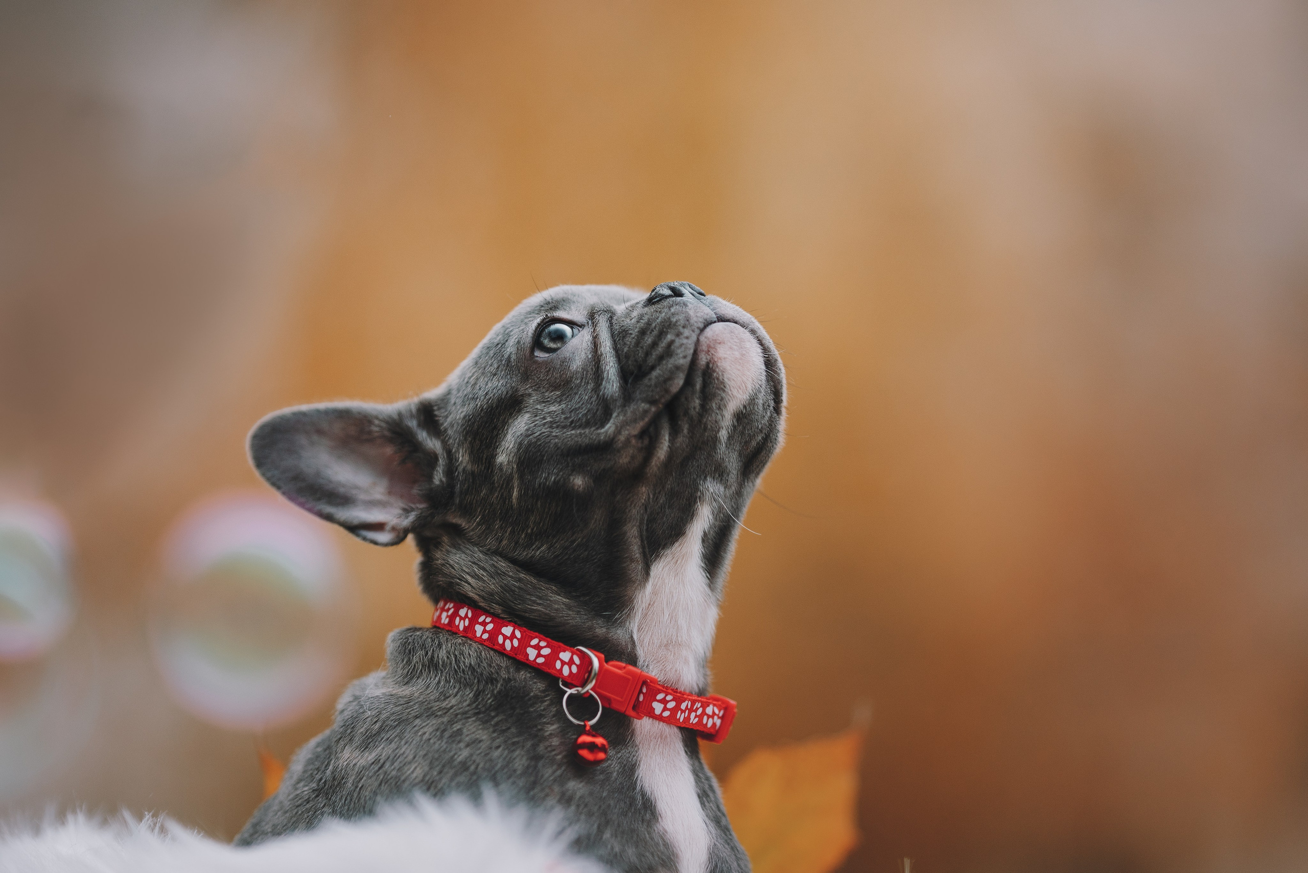 Французские бульдоги. Фотограф анималист Осипчикова Мария