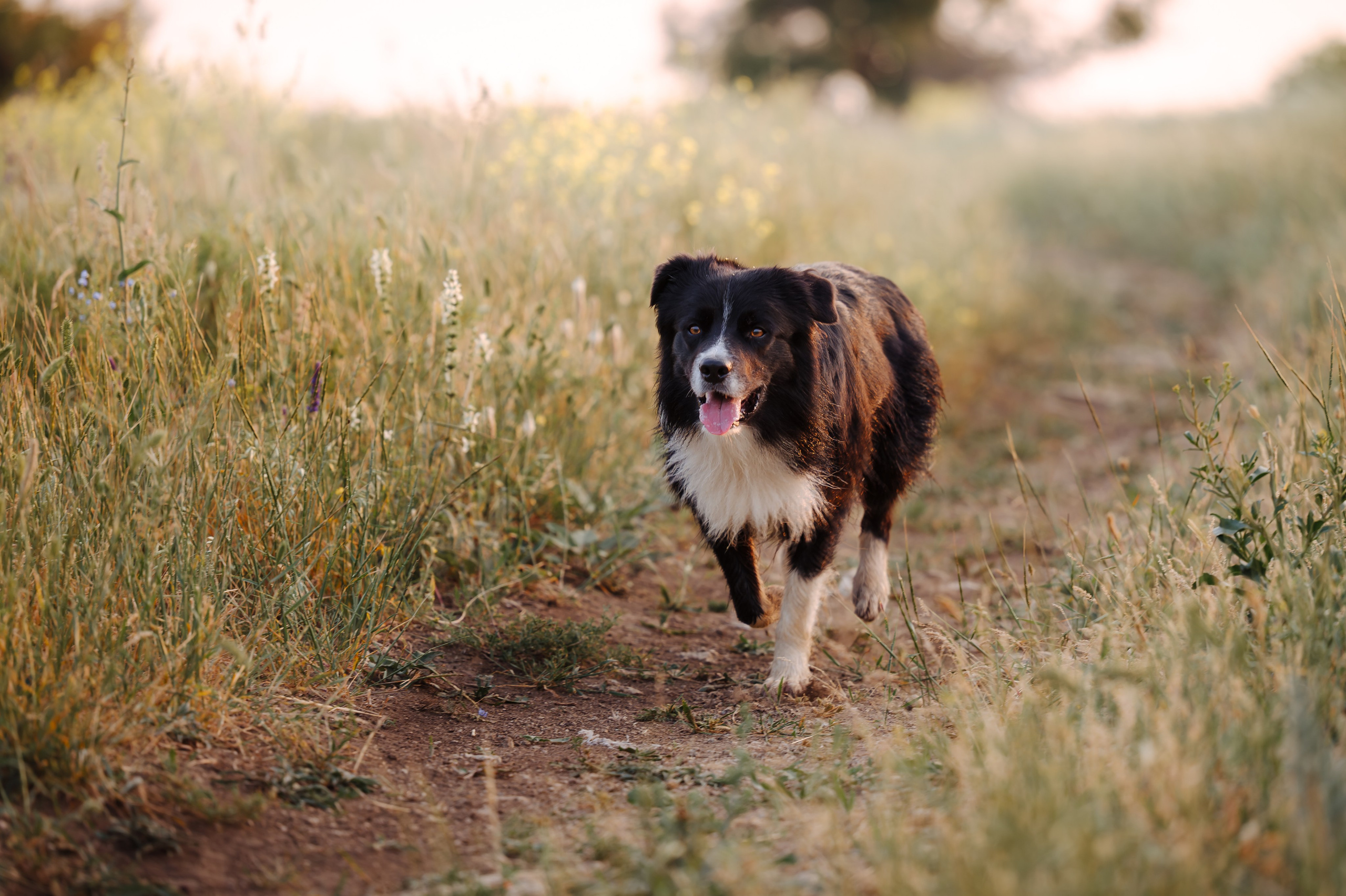 Прогулка на рассвете с бордер-колли. Фотограф в Ростове —на — Дону