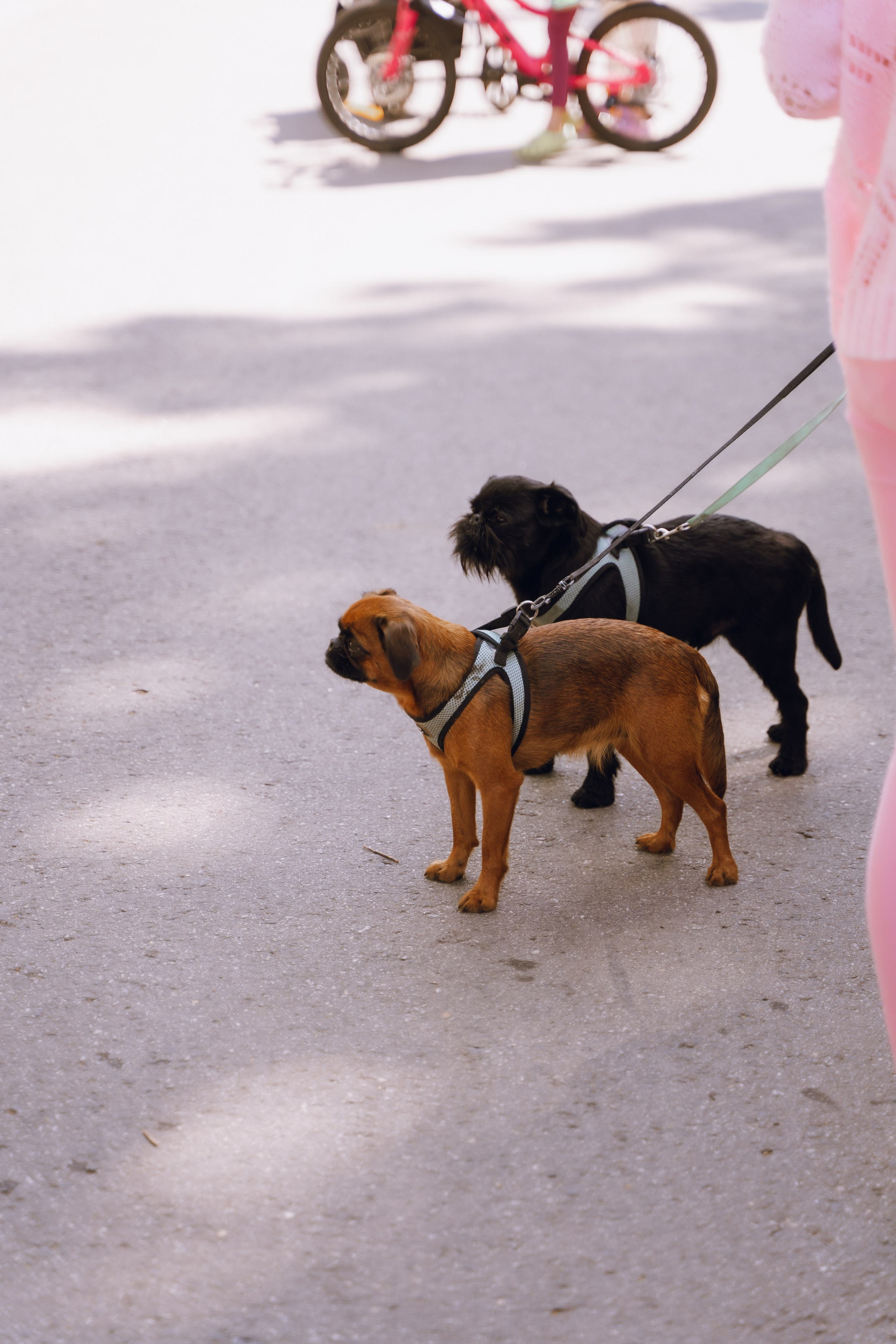 Площадка фестиваля «Мампус и его друзья» в Лесопарке 2025. Фотограф Надежда Погребняк | Рязань | Москва