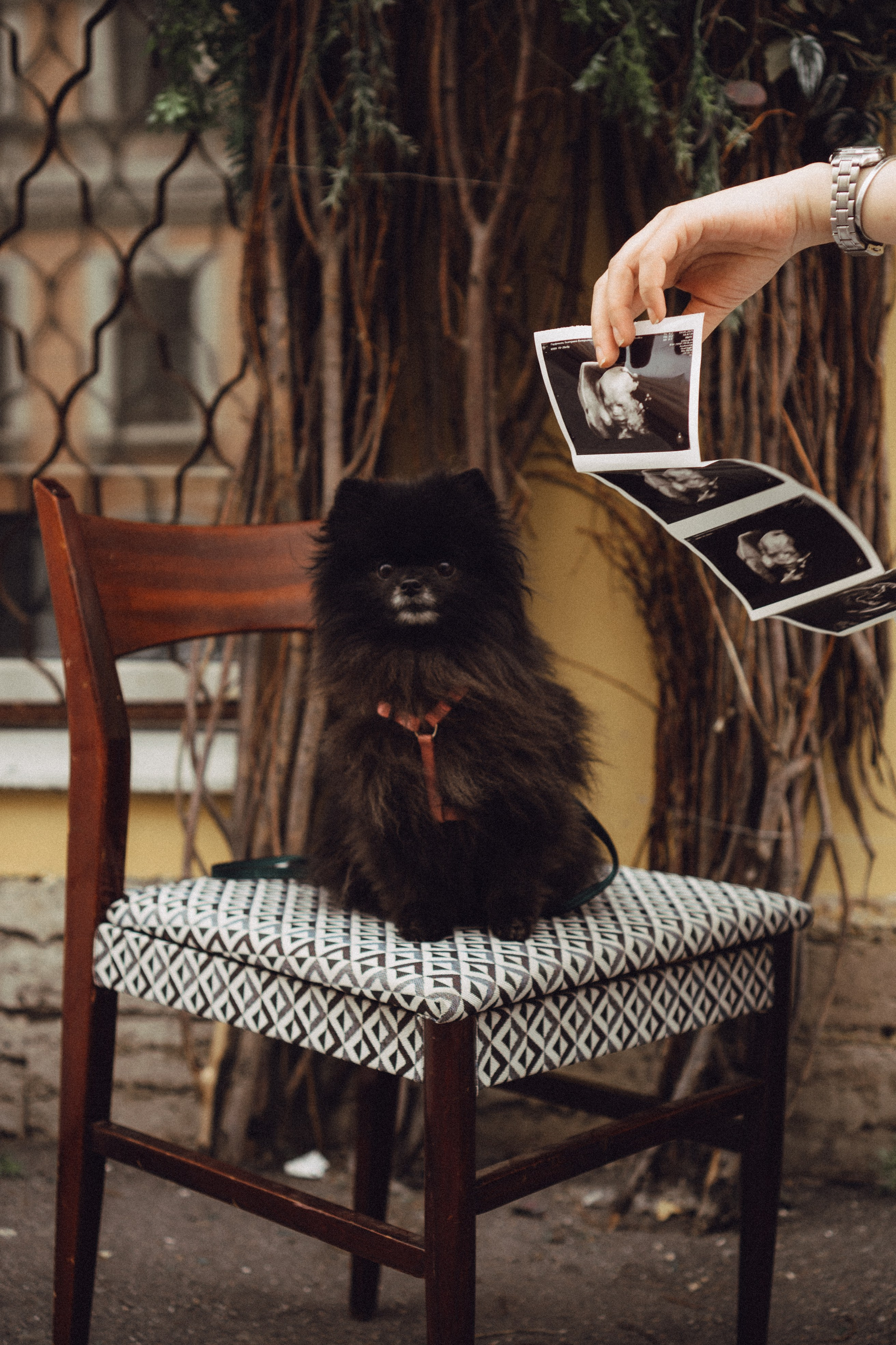 Беременность (только часть фото по желанию клиентов могу показать)). Профессиональный фотограф, Санкт-Петербург — Виктория Богомолова