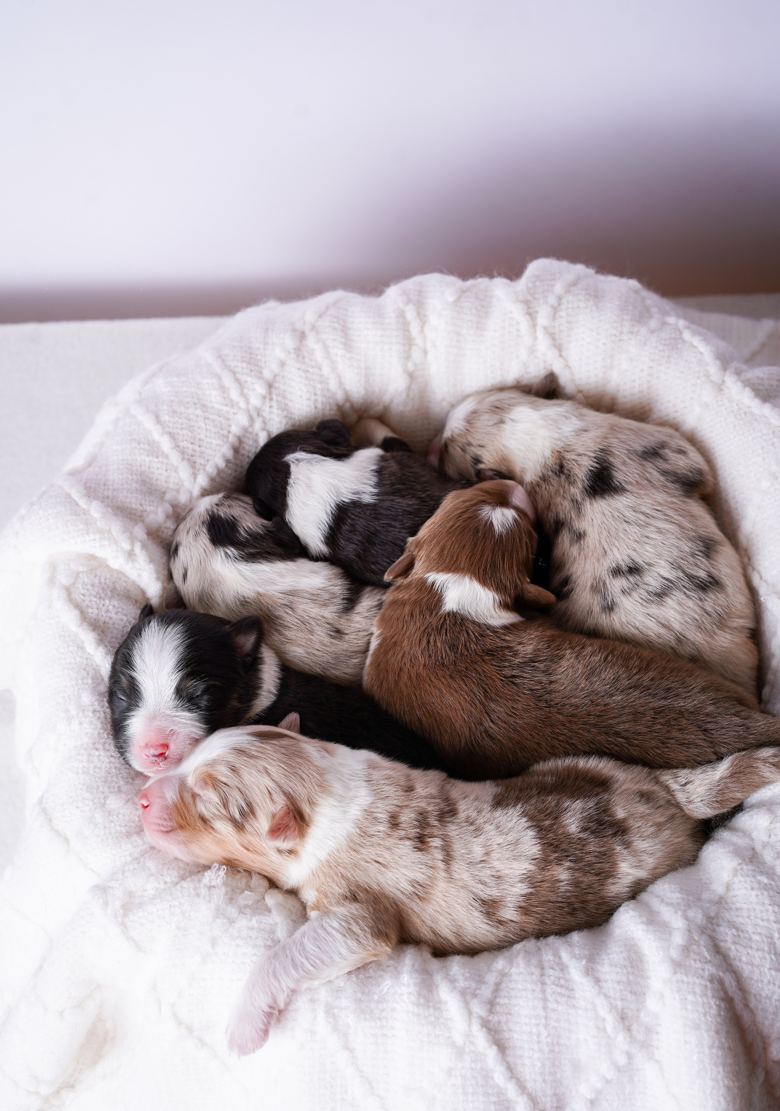 Щенки аусси. Фотограф-анималист в Санкт-Петербурге Яна Мартынова