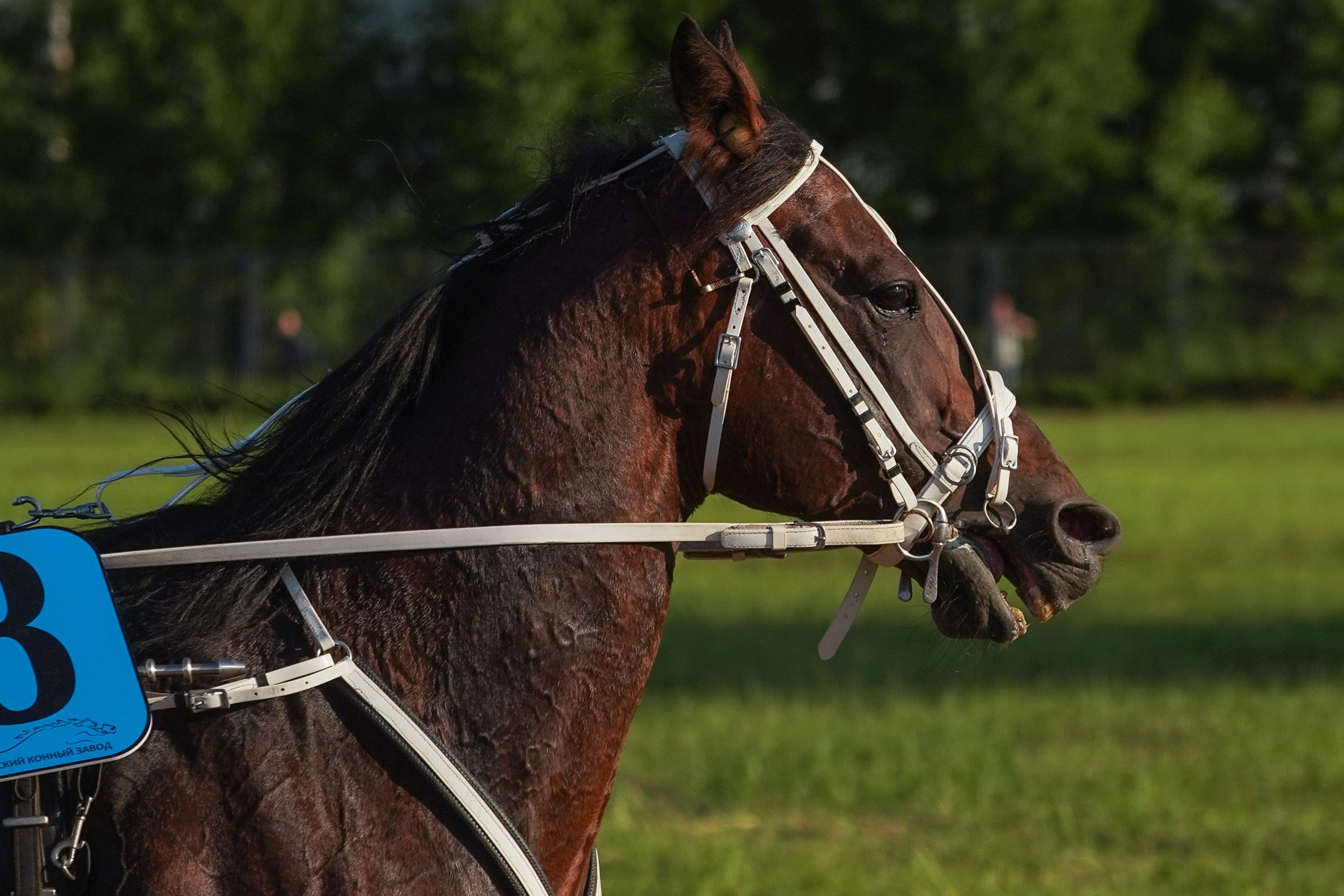 III конные бега на Кубок Главы Чувашии. Фотограф-анималист, портретный фотограф в Чебоксарах Мария Садыкова