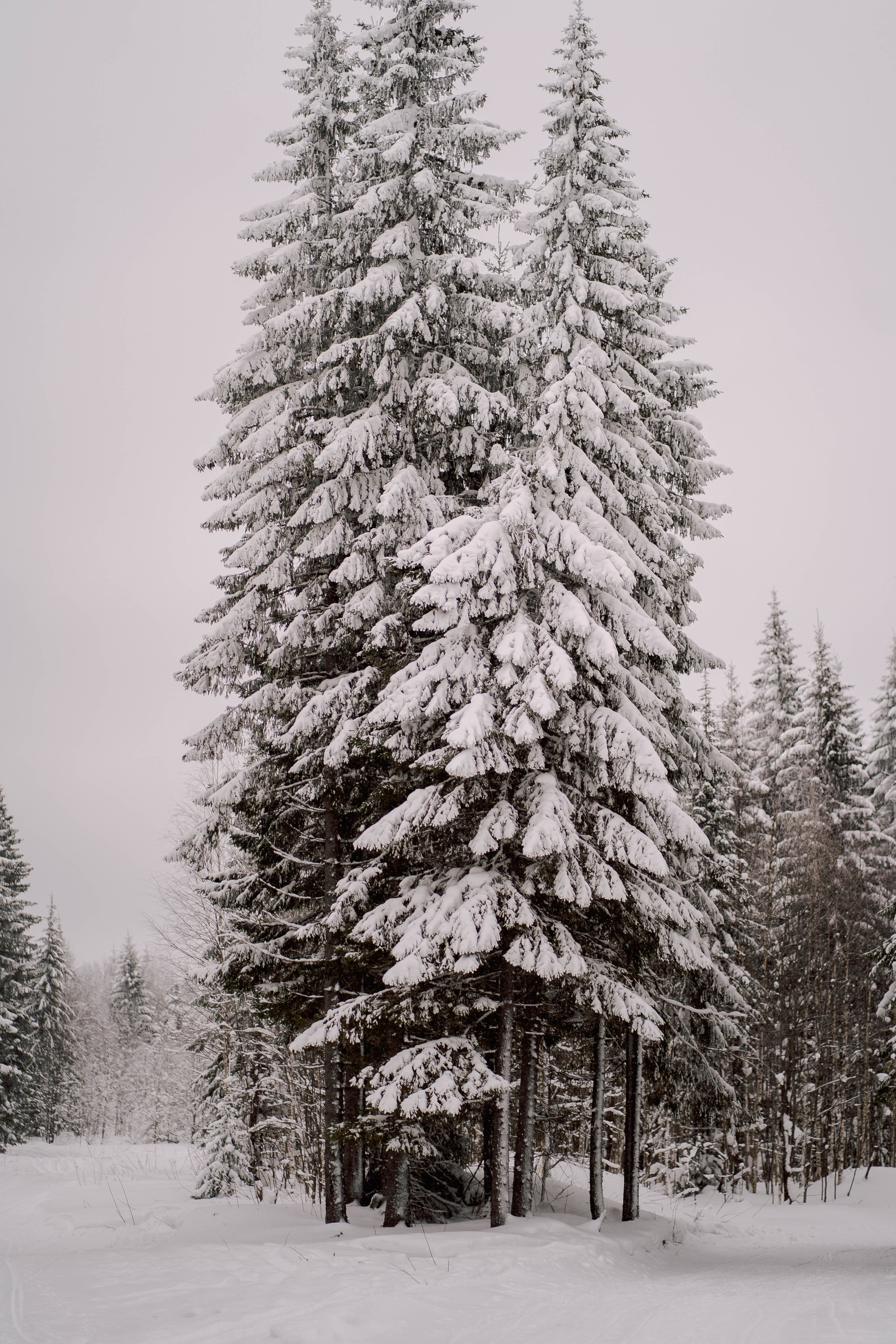 Зимняя фотосессия. Фотограф Губаха Рависа Муллахметова