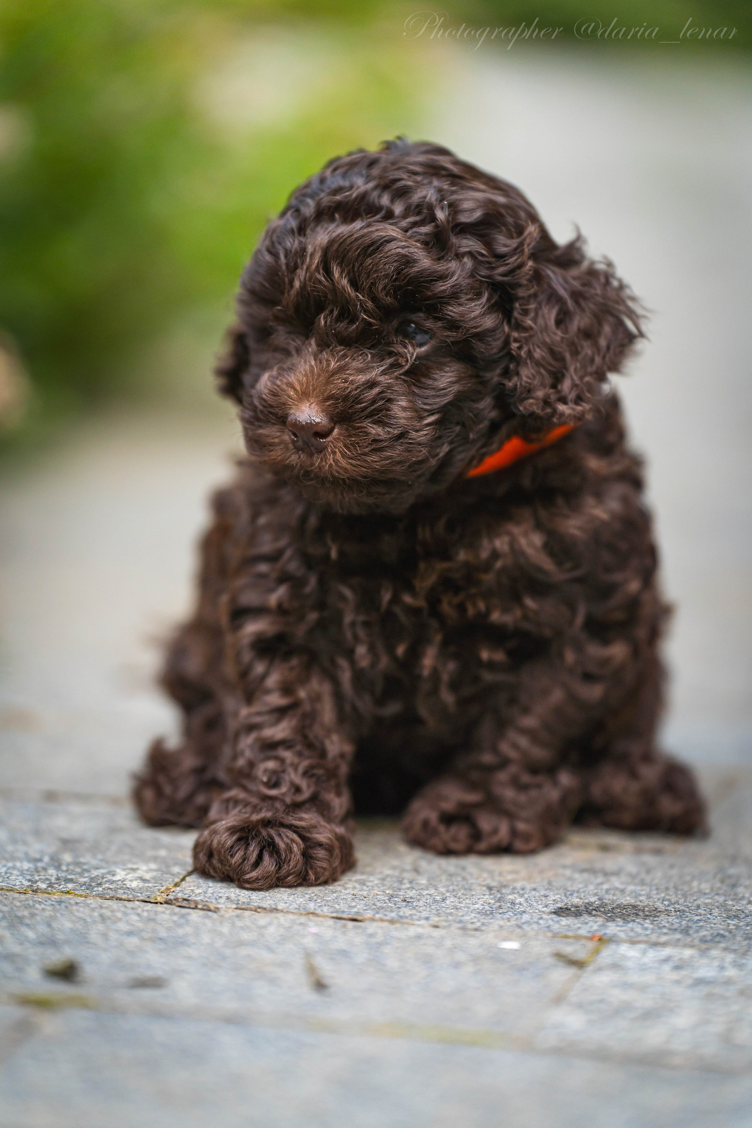 Питомник мини-пуделей. Фотограф в Москве Ленарская Дарья