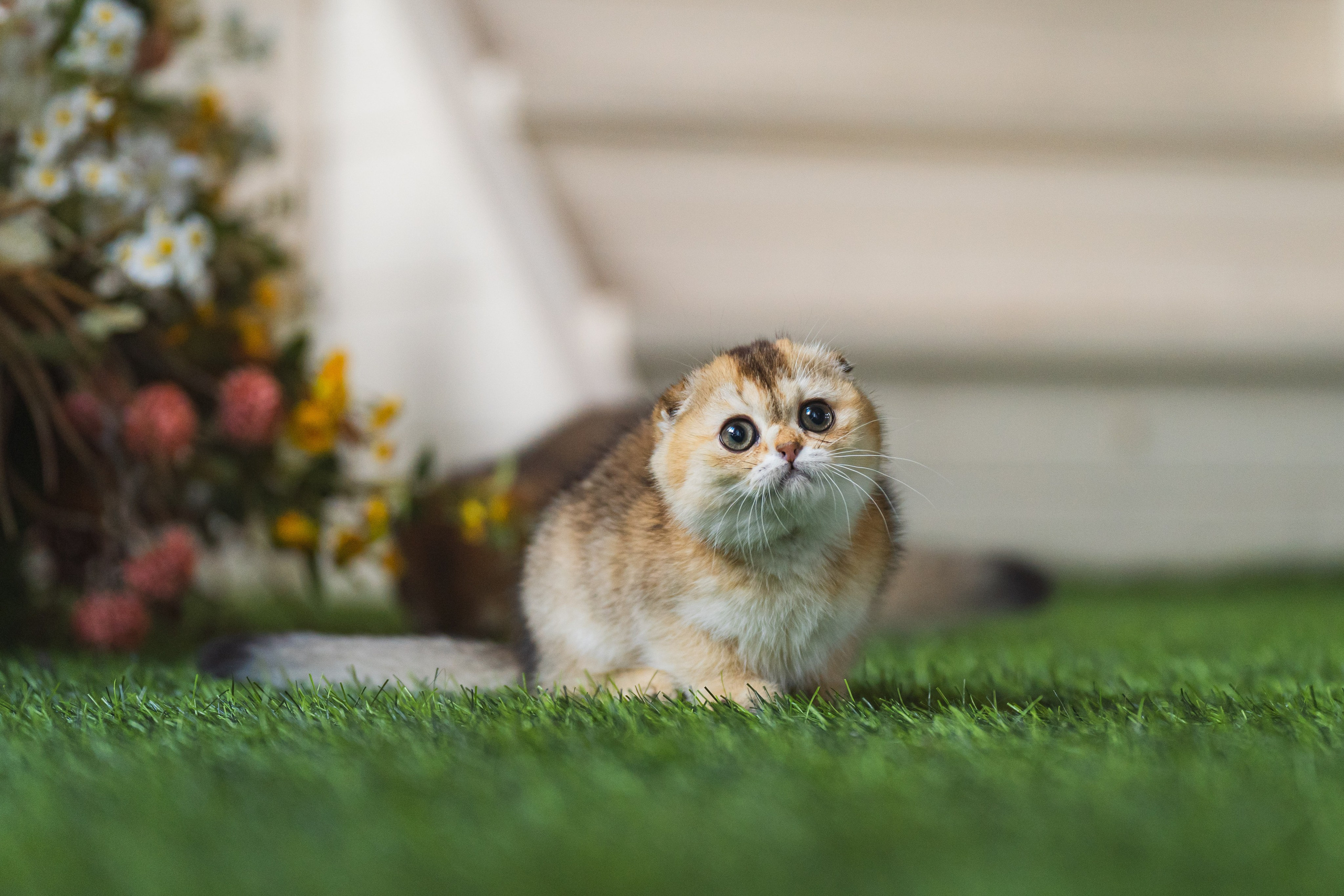 Питомник Шотландских кошек. Фотограф в Москве Ленарская Дарья