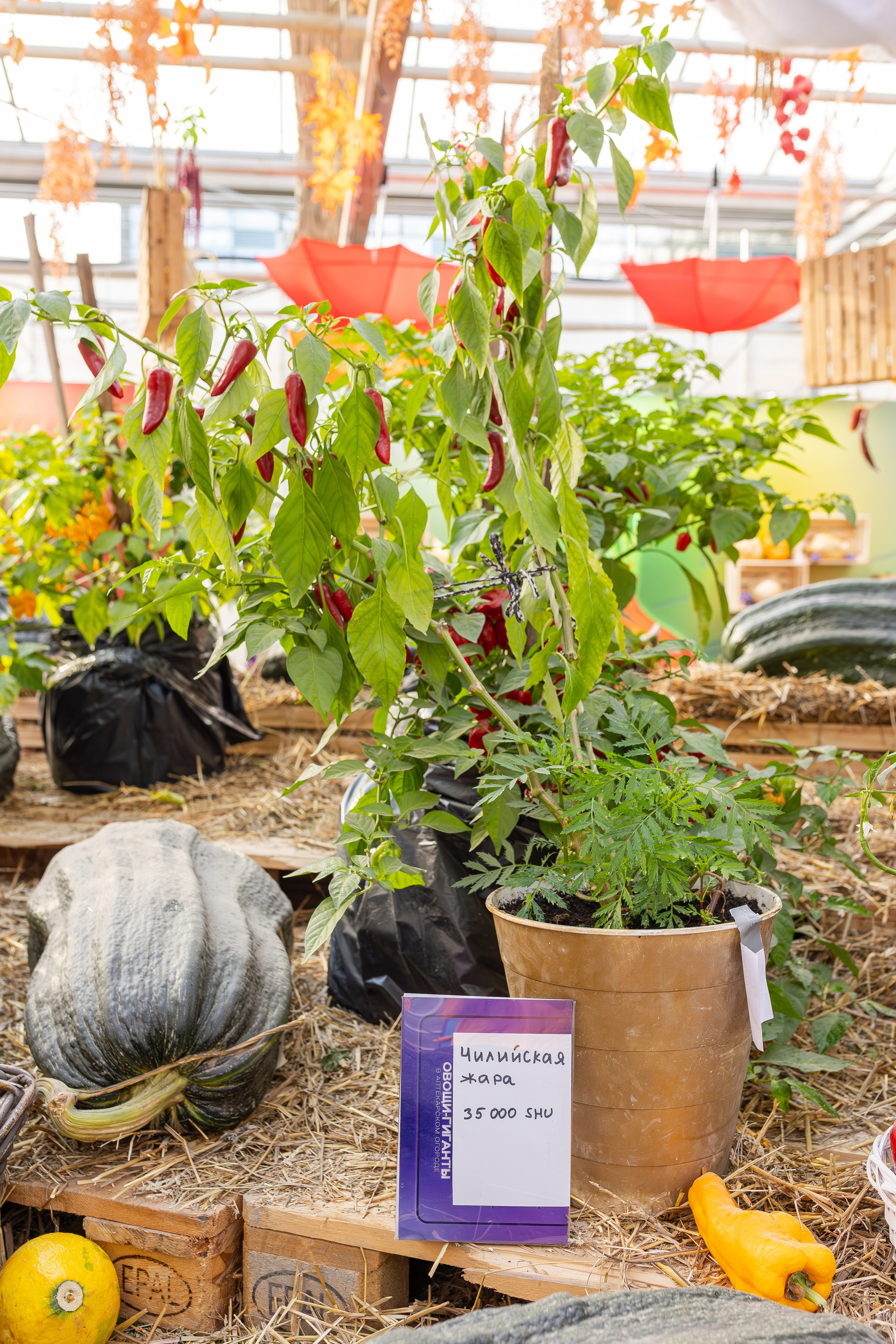 Овощи-гиганты. Александра Куликова фотограф, Москва