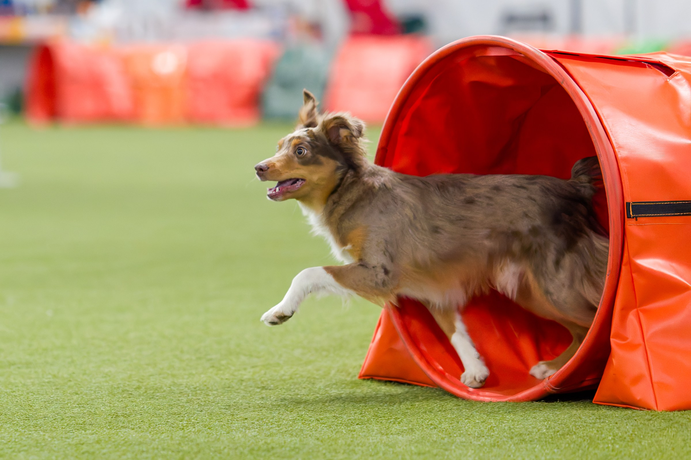 День рождения Пёсбурга — февраль 2025. Irenephoto.ru
