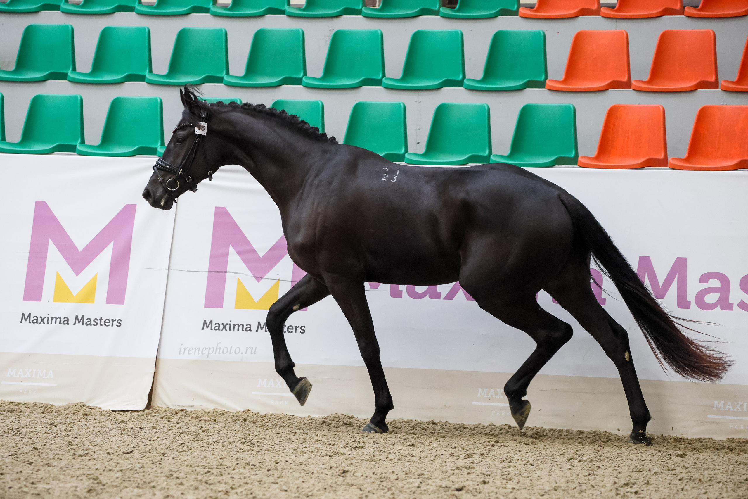 Конная Россия 2024 Оценка двигательных качеств. Irenephoto.ru