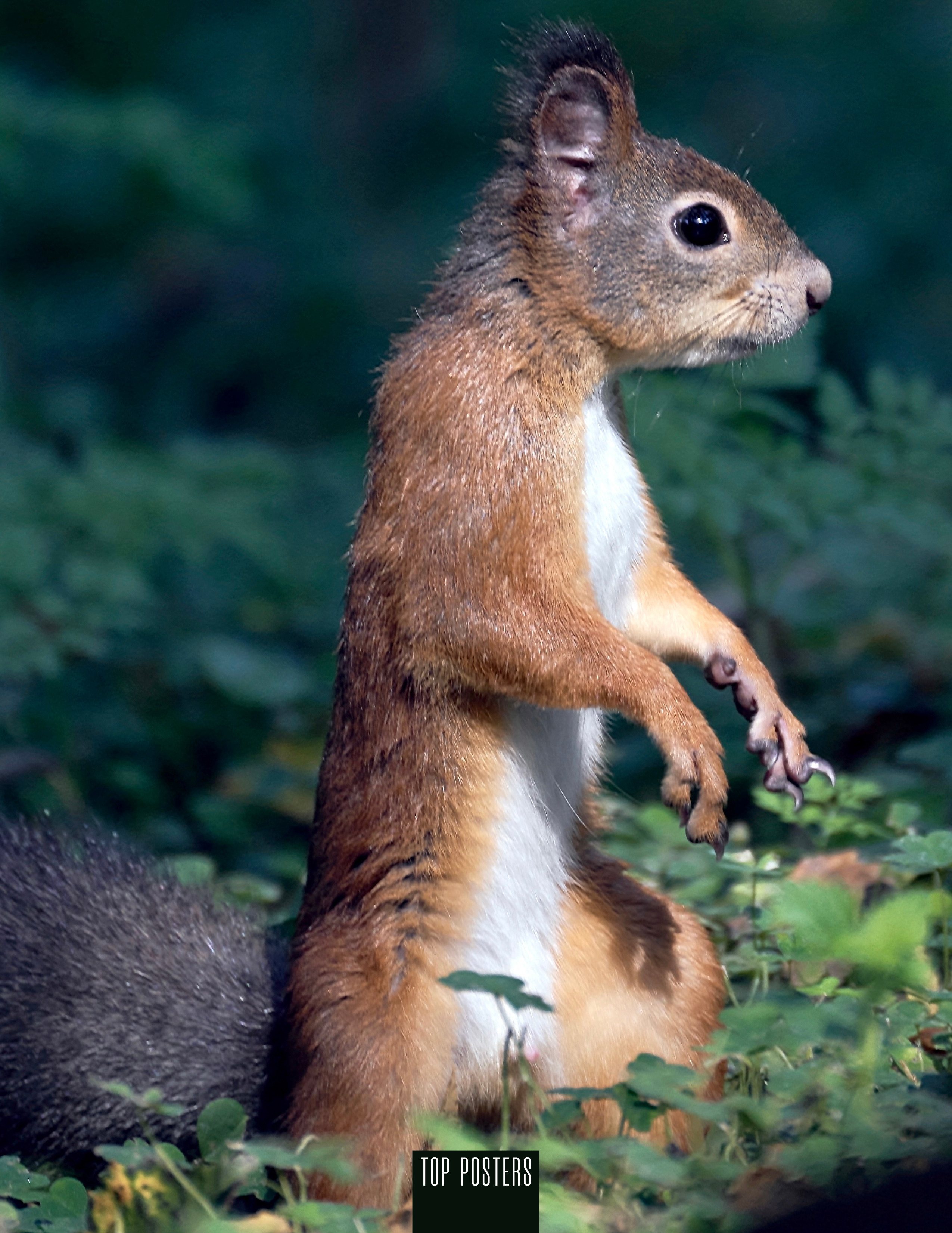 Животные Сибири. Фотограф