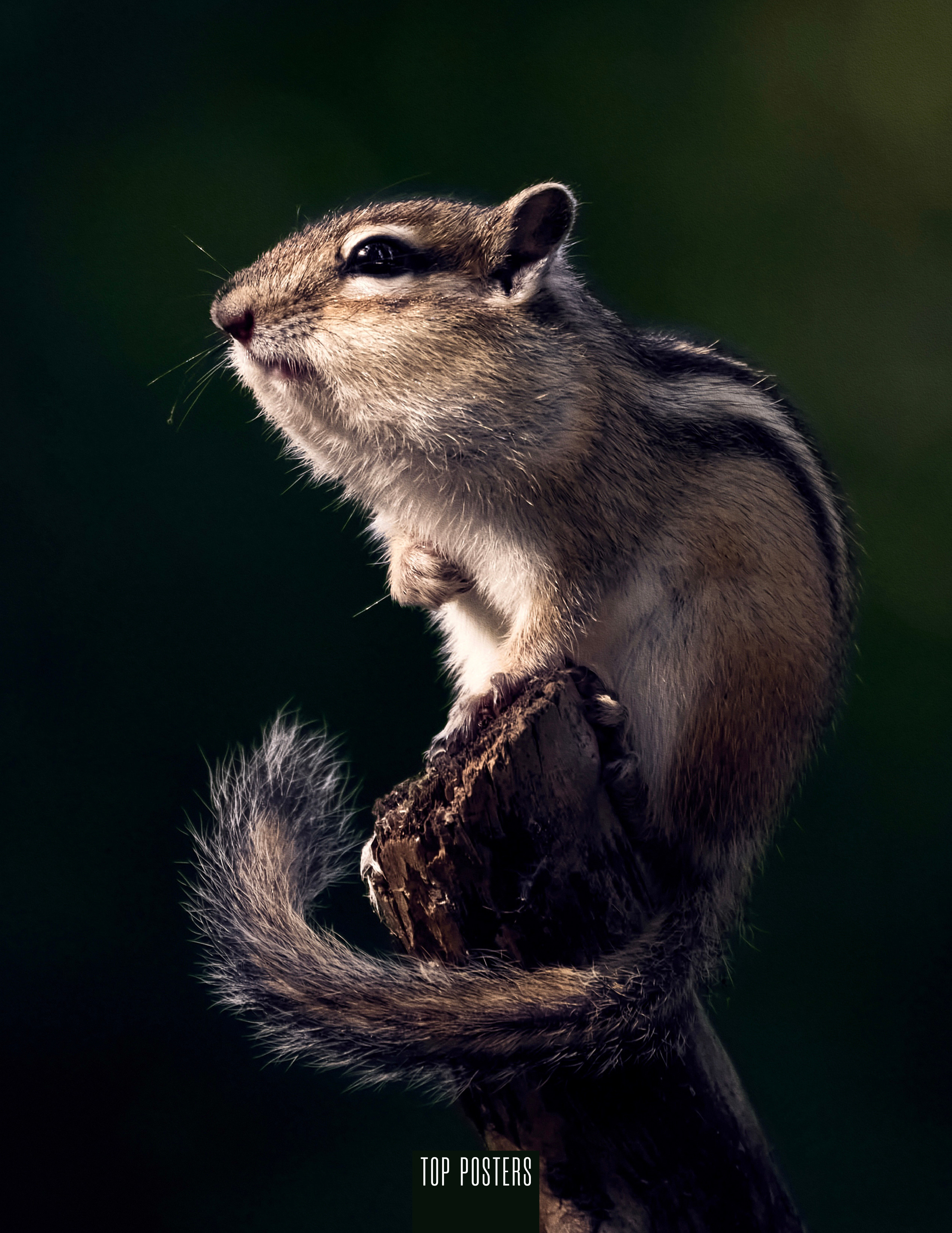 Животные Сибири. Фотограф