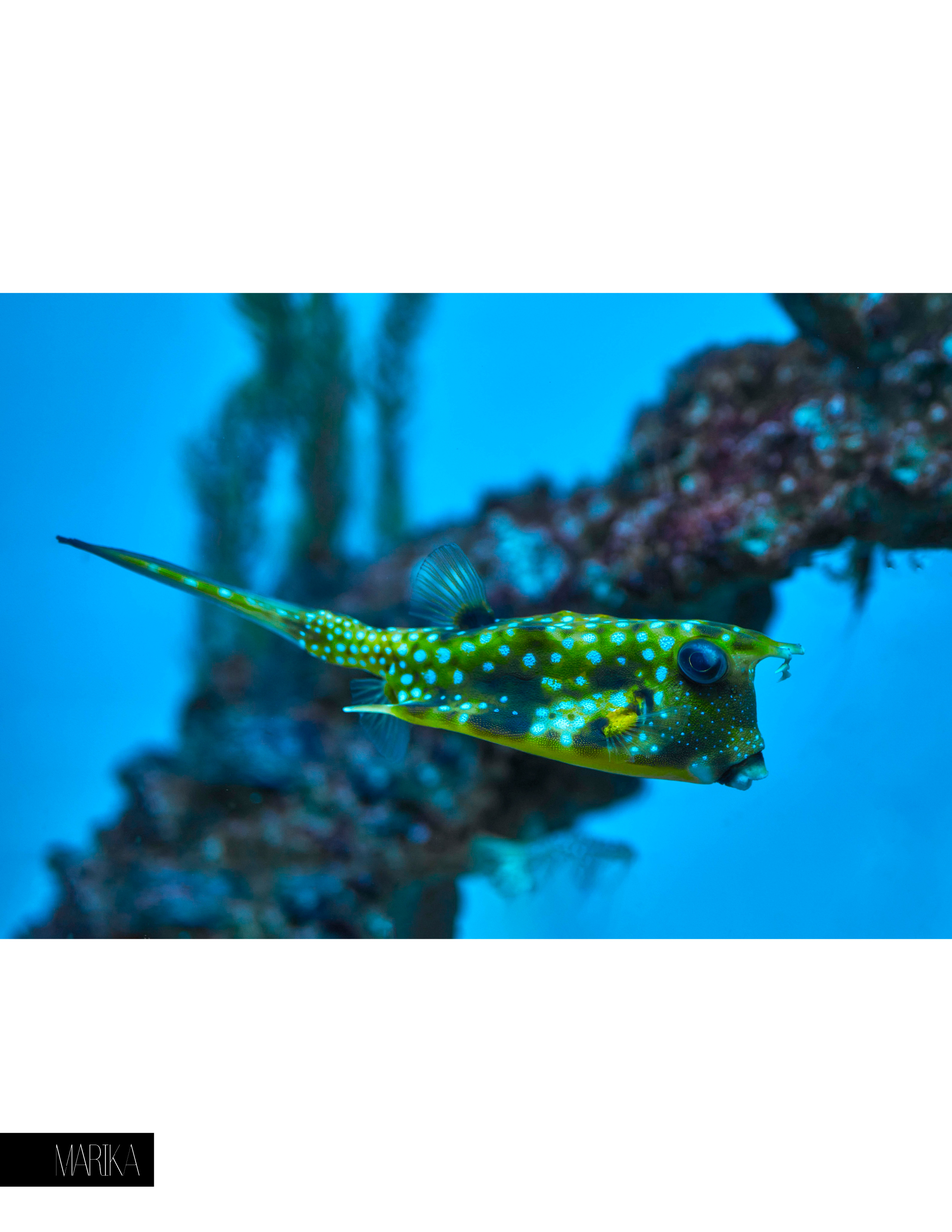 Подводный мир. Фотограф