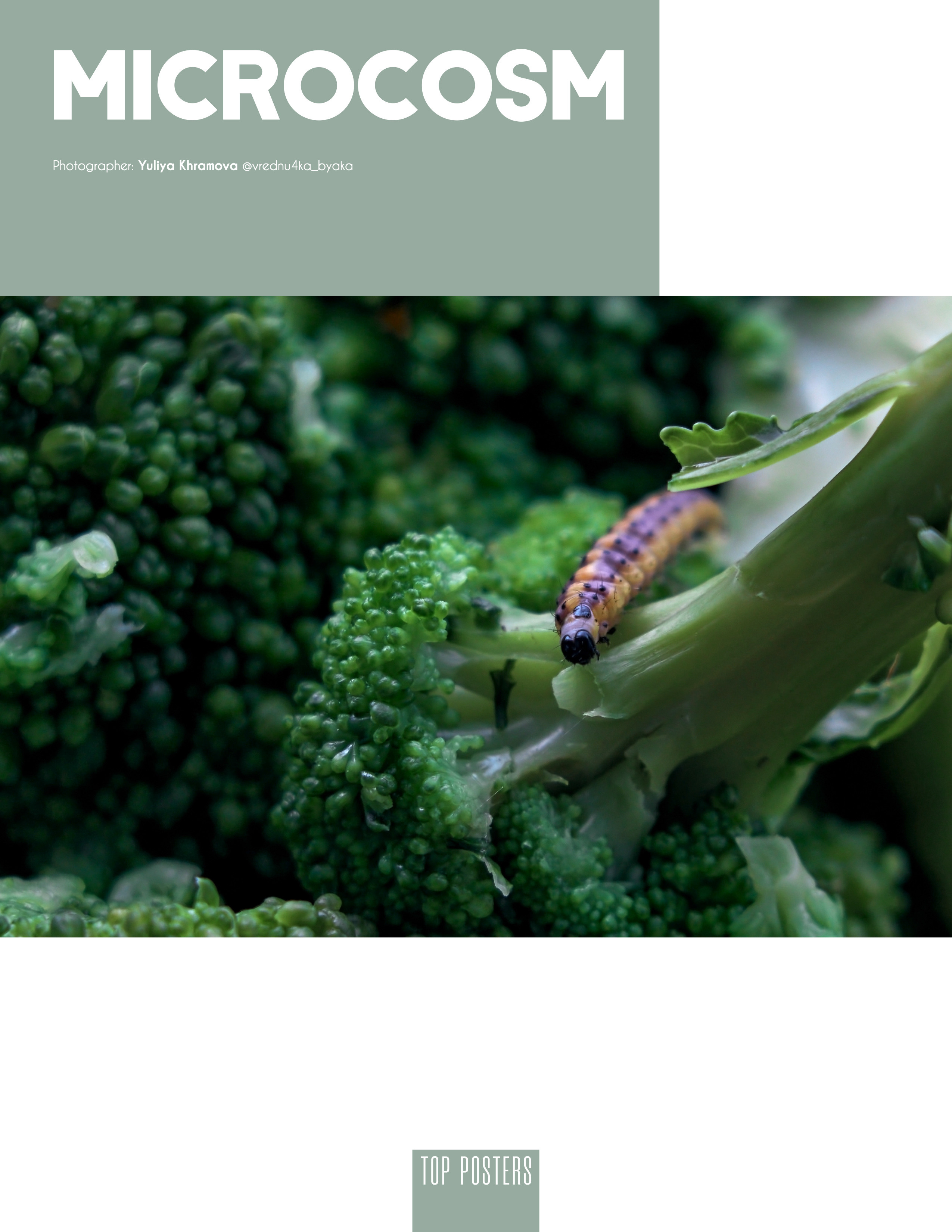 Microcosm. Фотограф