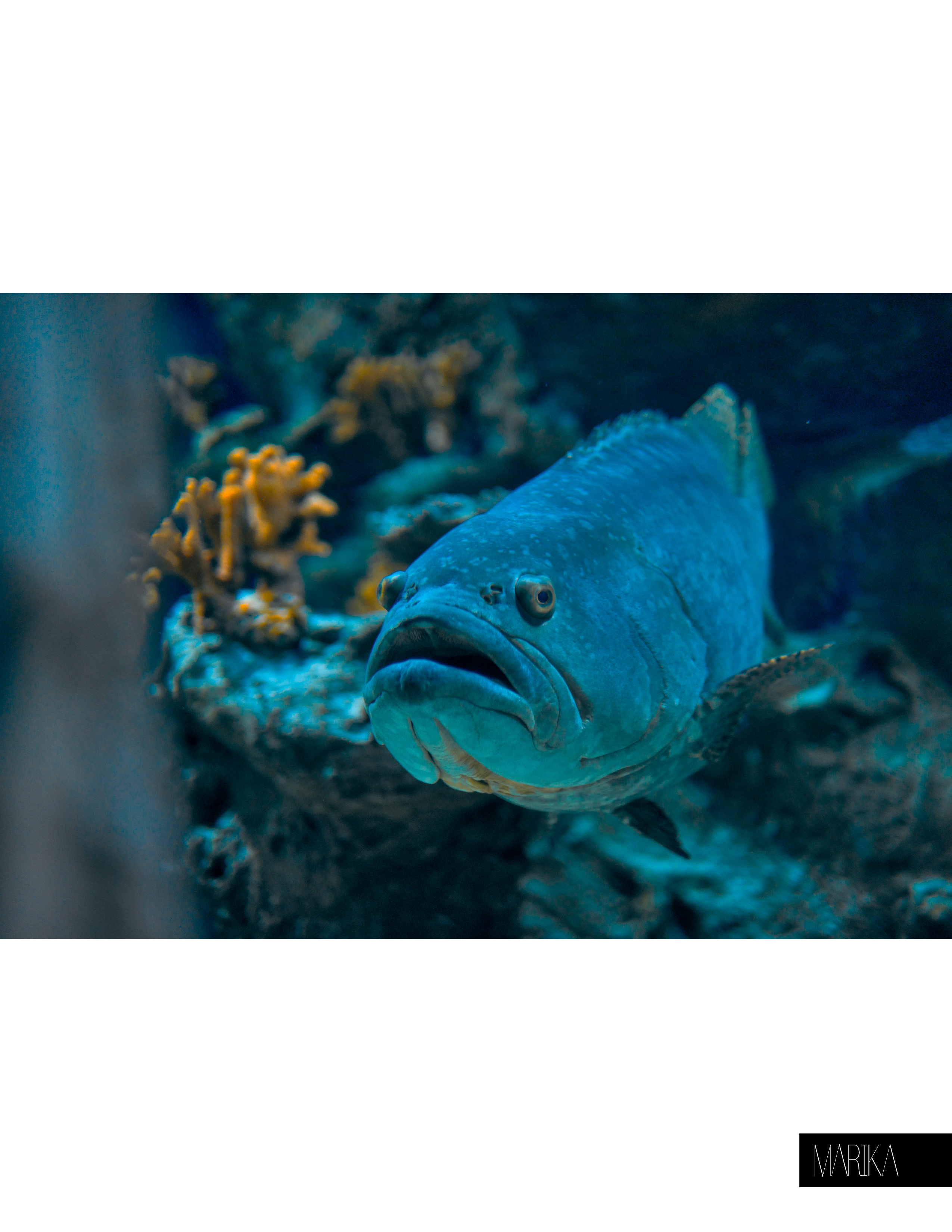 Подводный мир. Фотограф