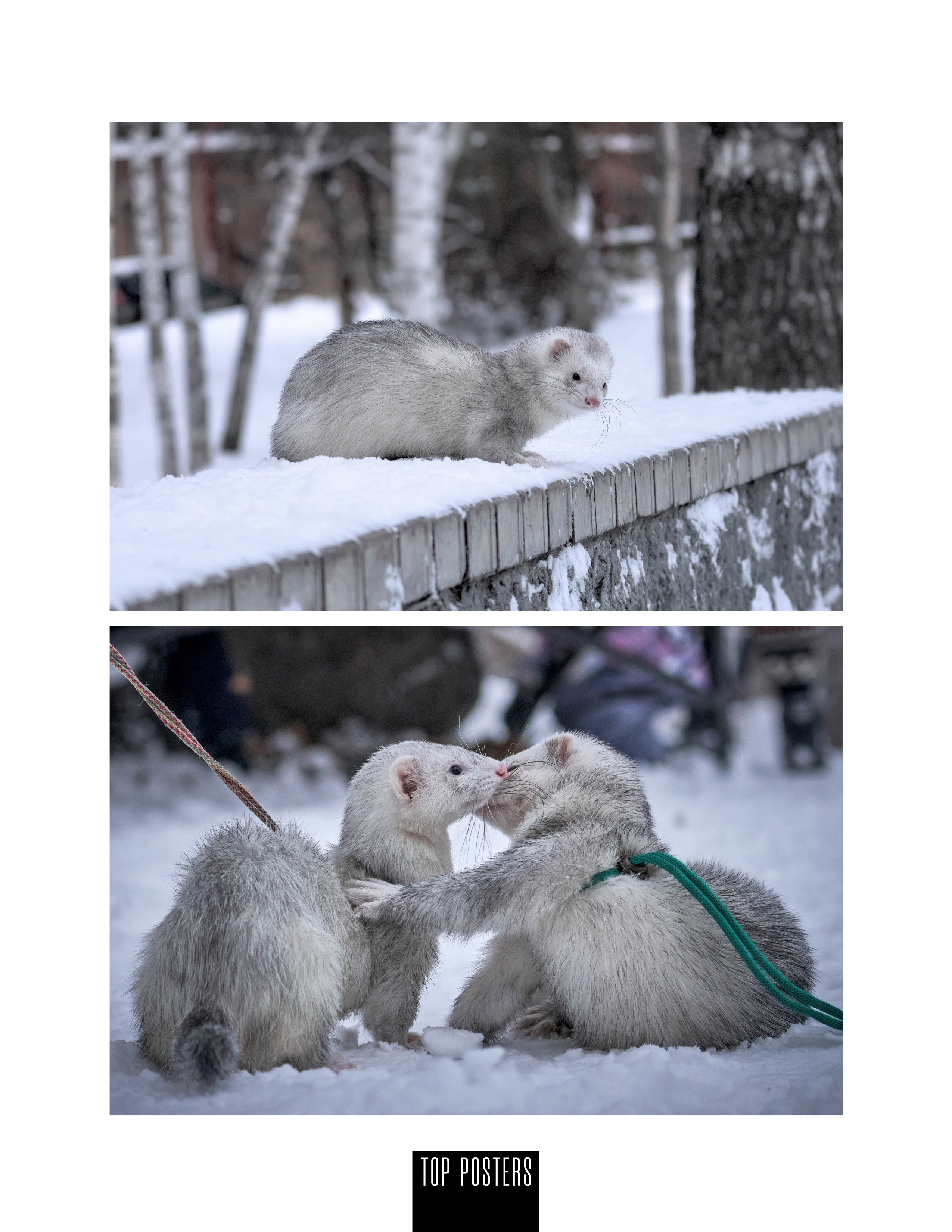 Встреча с хорьками. Фотограф