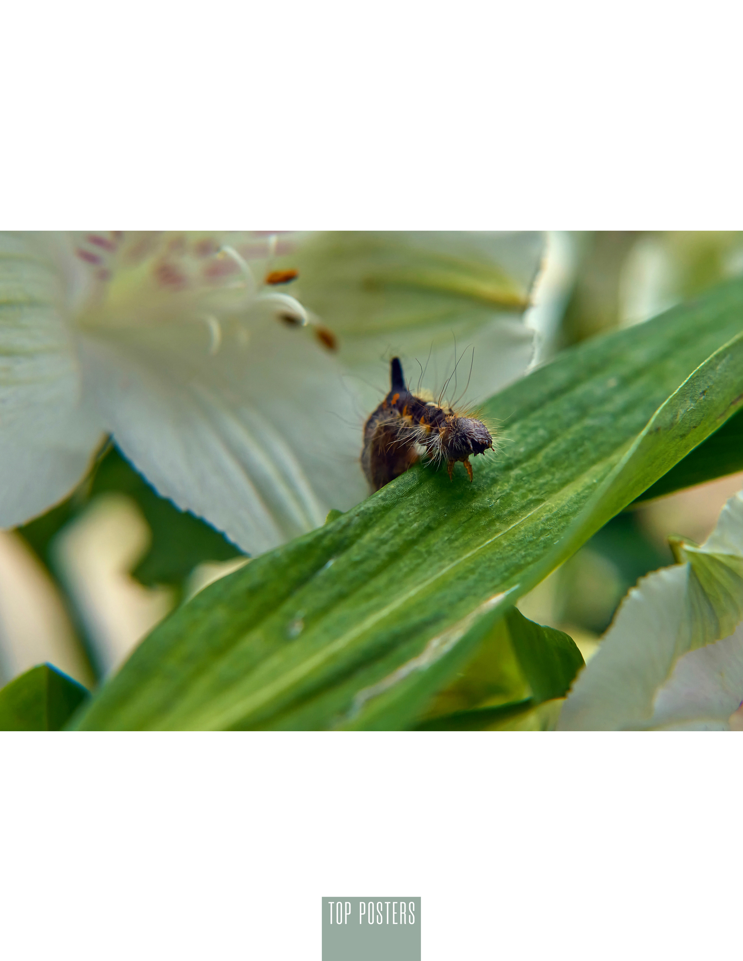 Microcosm. Фотограф