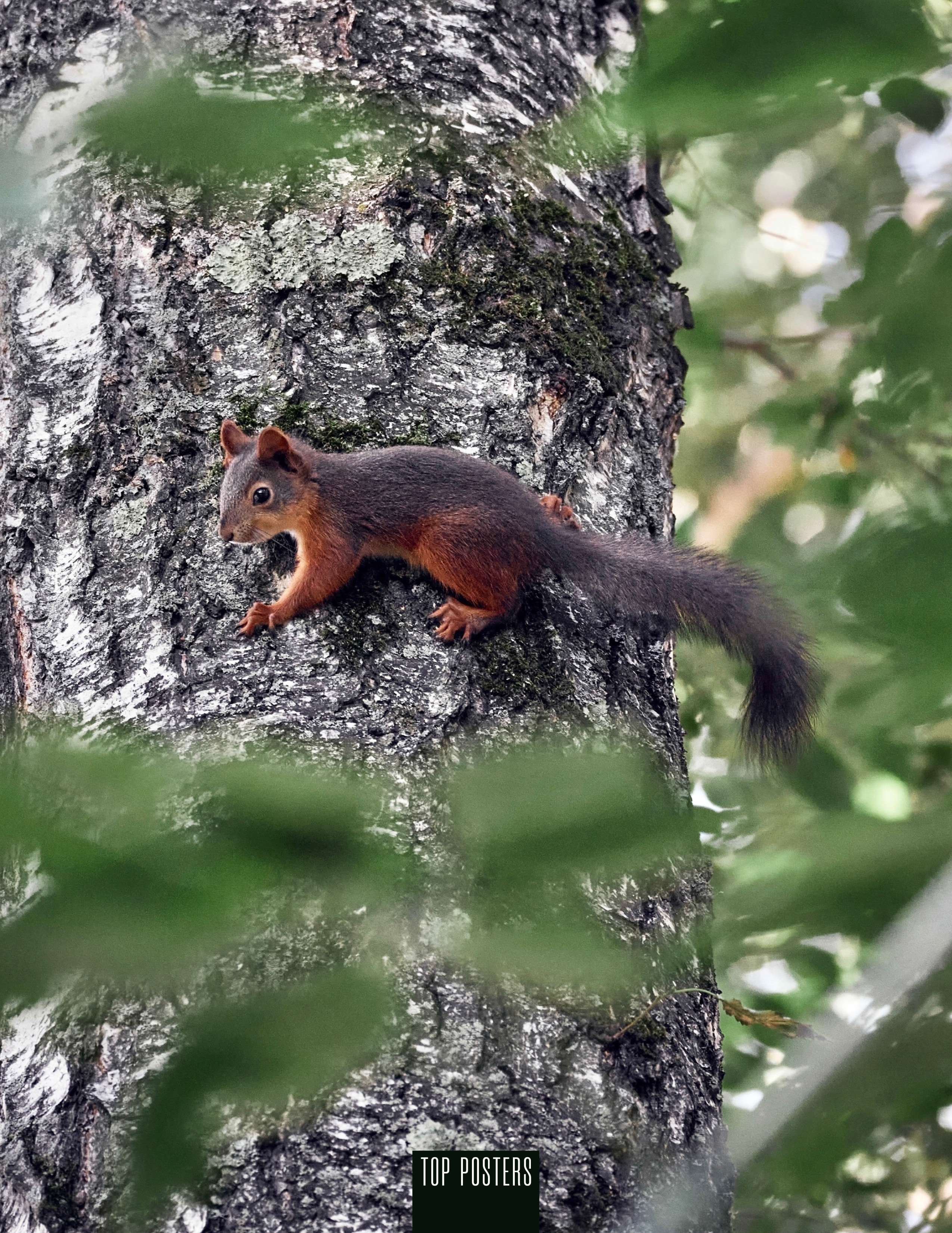Животные Сибири. Фотограф