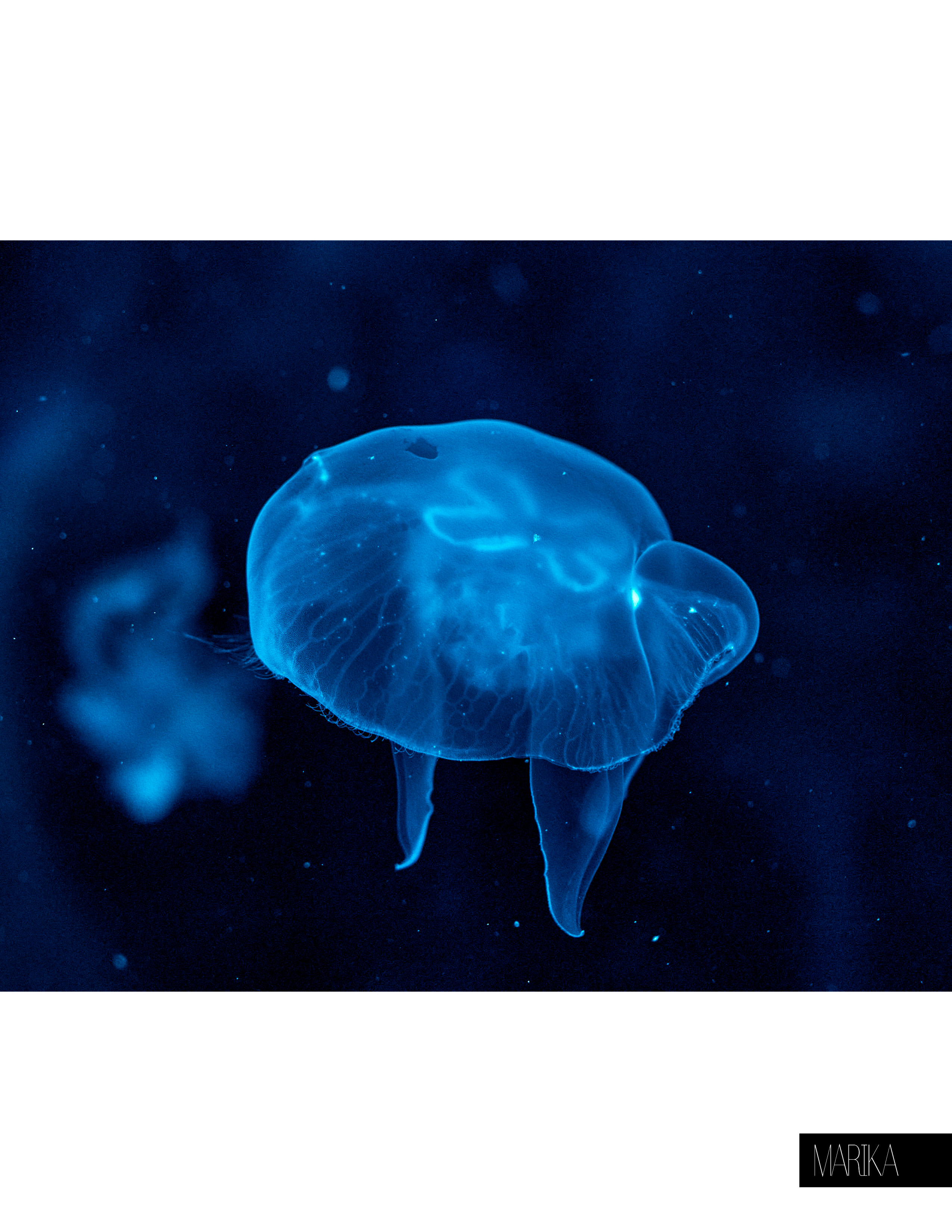 Подводный мир. Фотограф