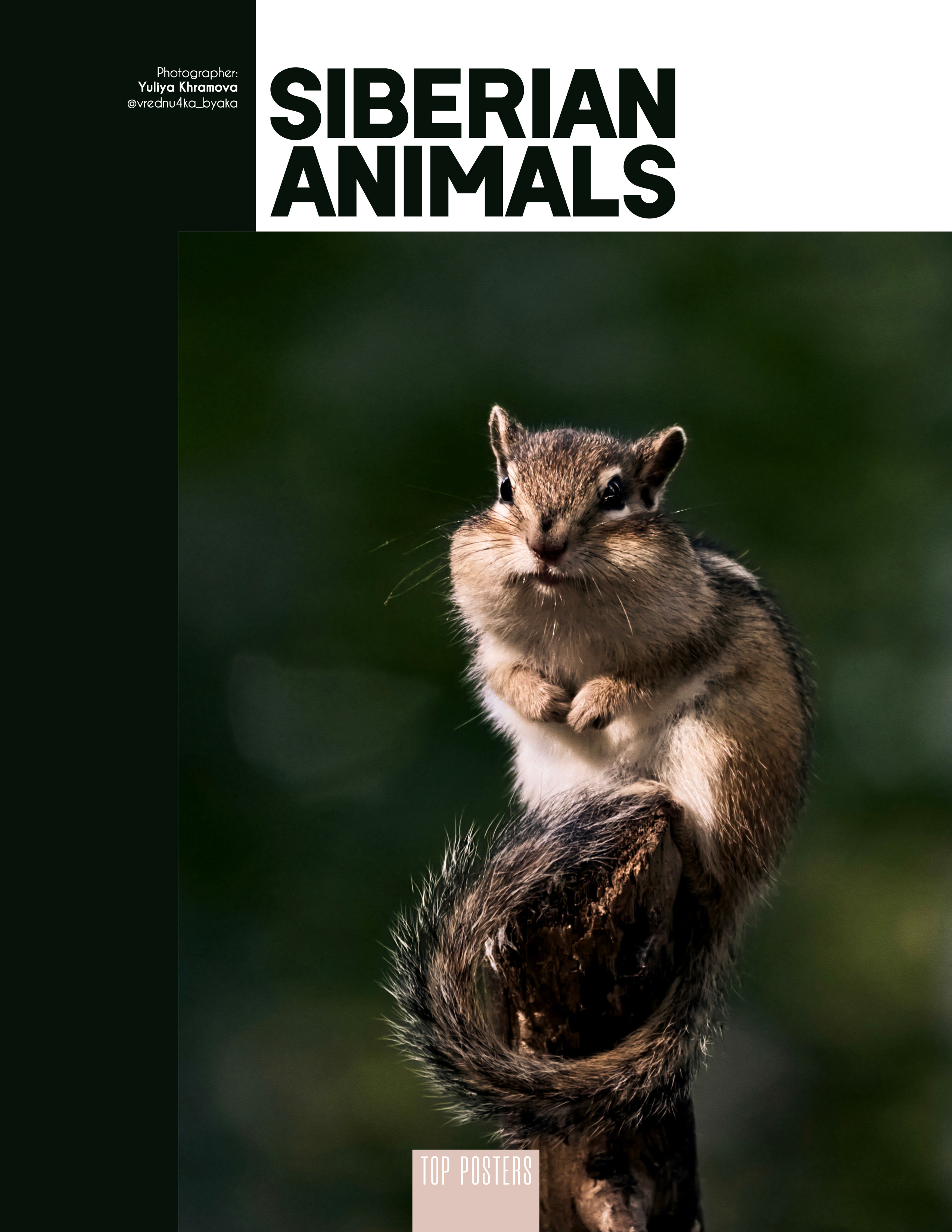 Животные Сибири. Фотограф
