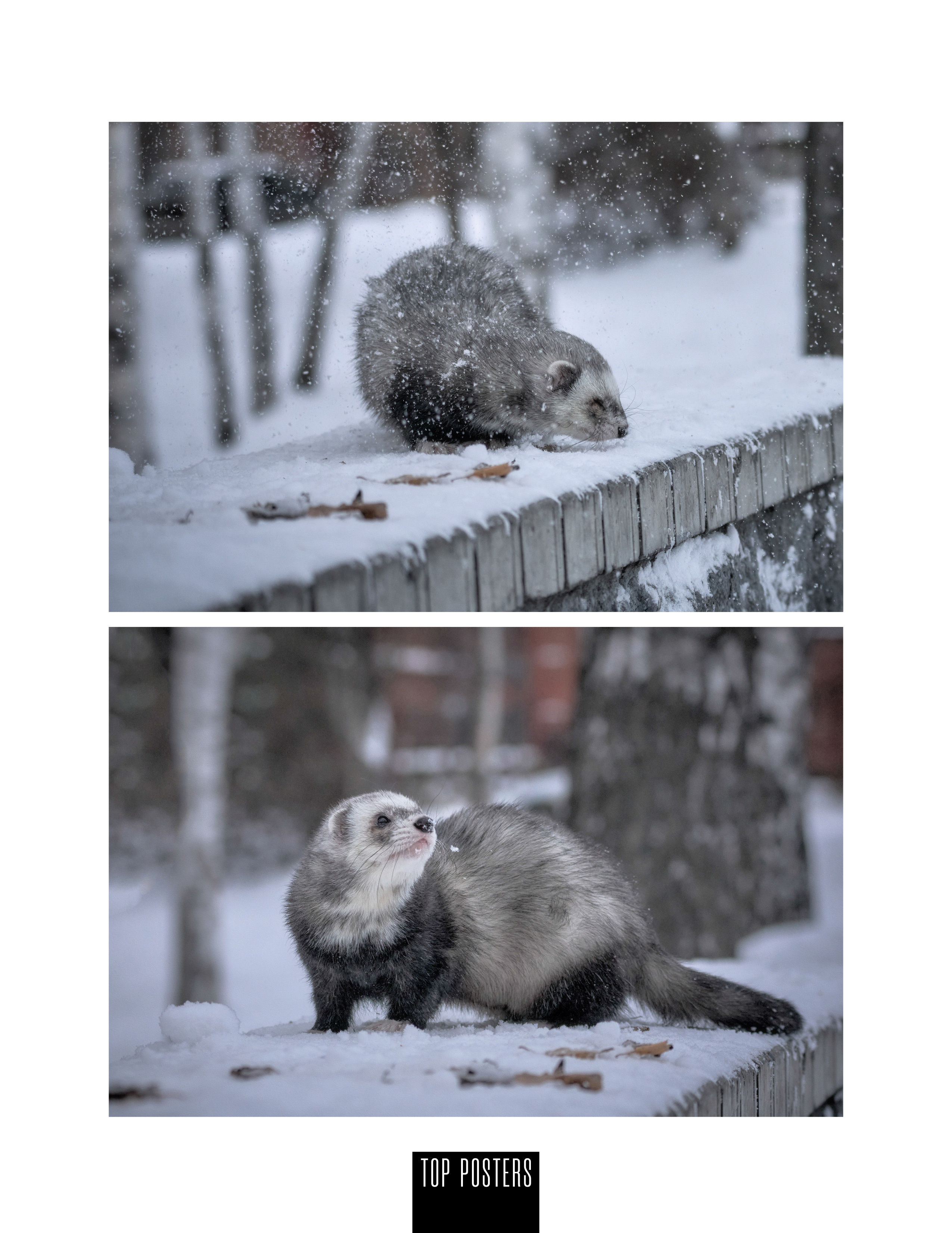 Встреча с хорьками. Фотограф