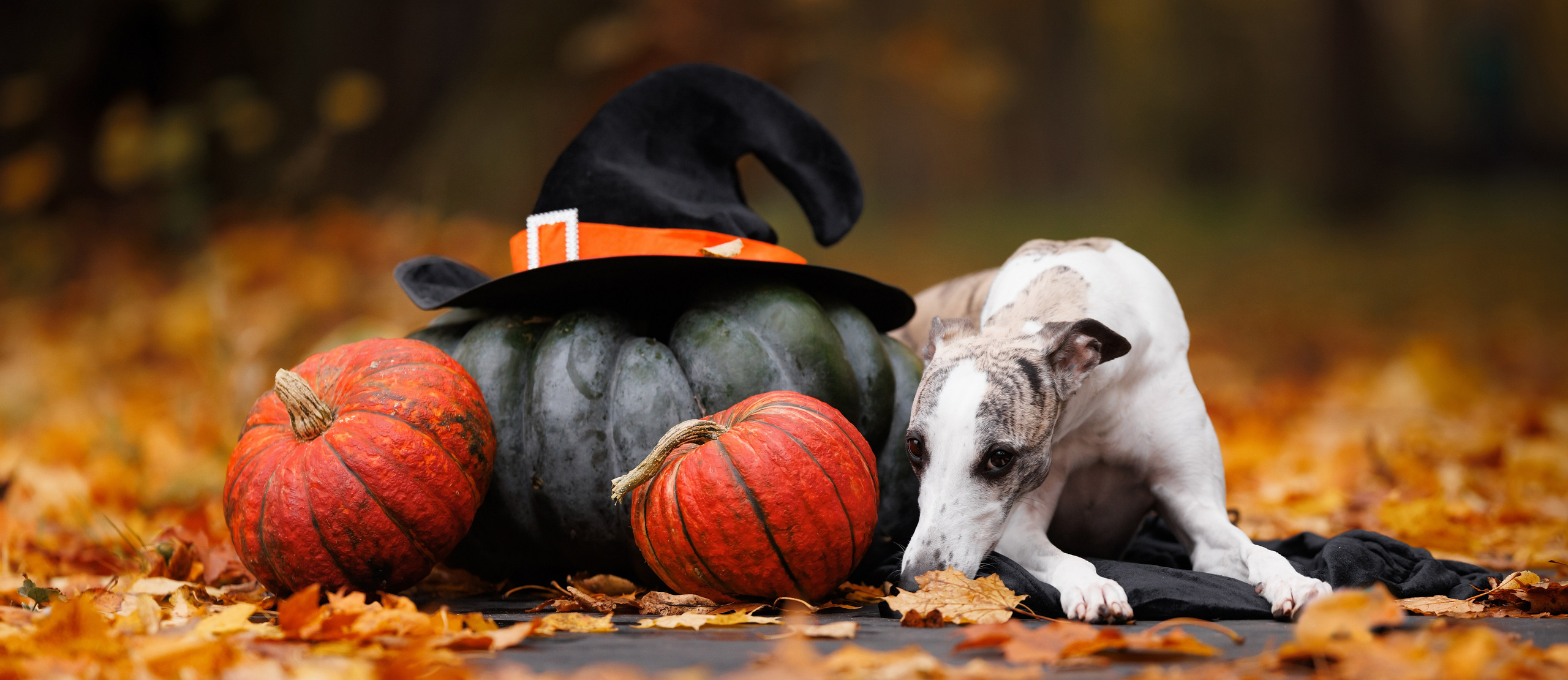 Фотограф для вашей собаки