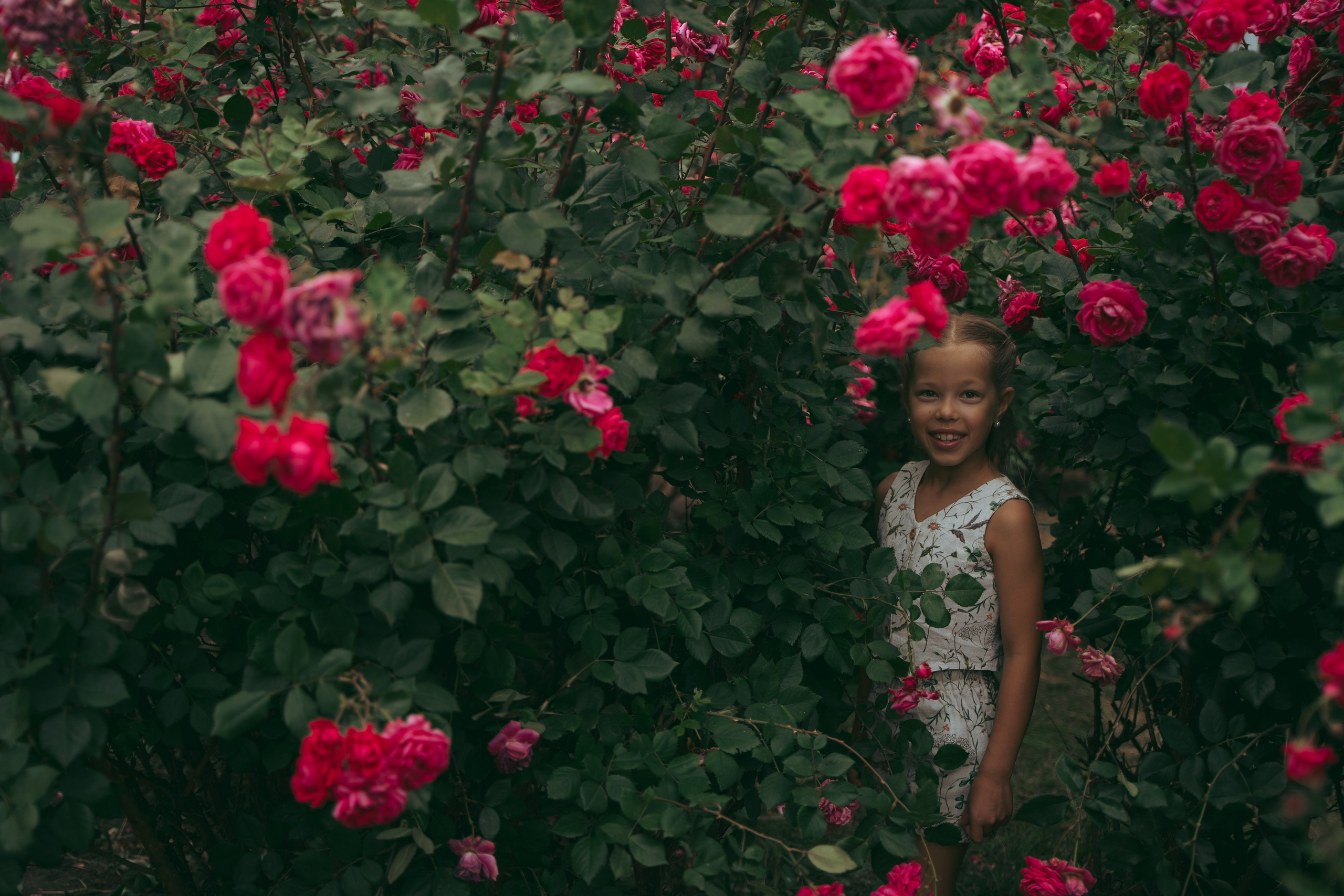 Розы. Фотограф Мария Зайчик