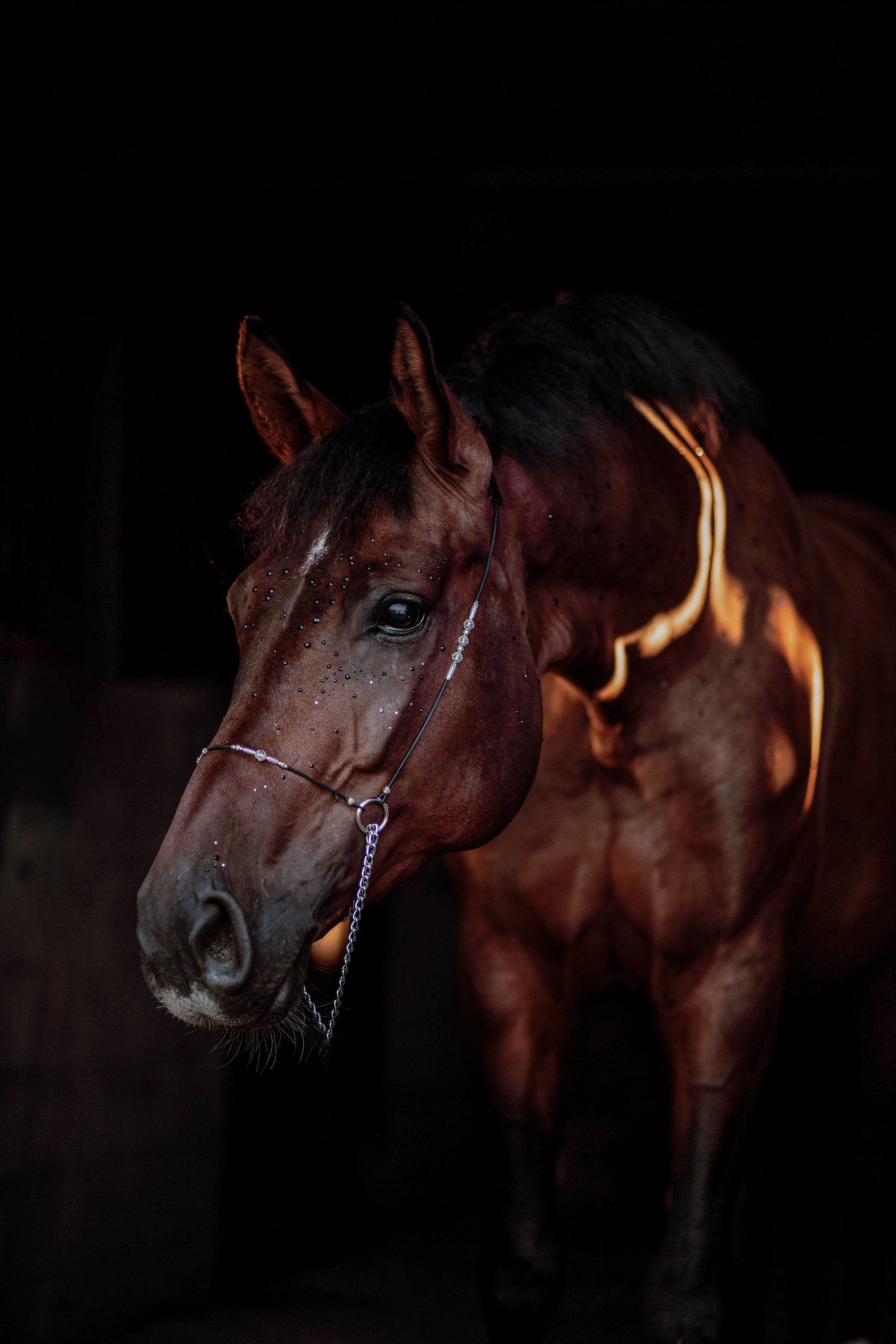 СЪЕМКА ЛОШАДЕЙ. Конный фотограф в Красноярске — Любовь Похабова