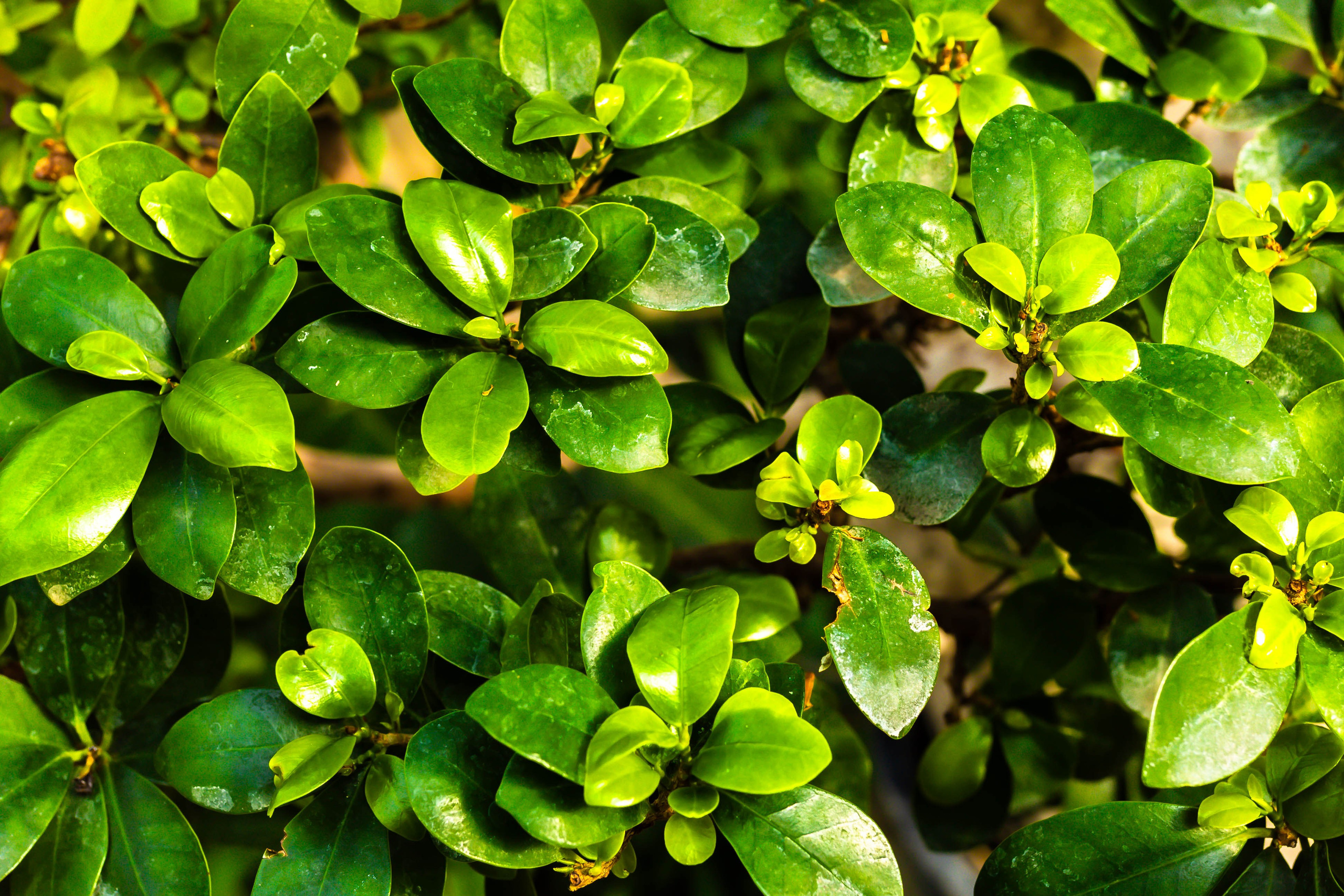 Фотографии природы Липецка. Свадебный и семейный фотограф Виолетта в Липецке