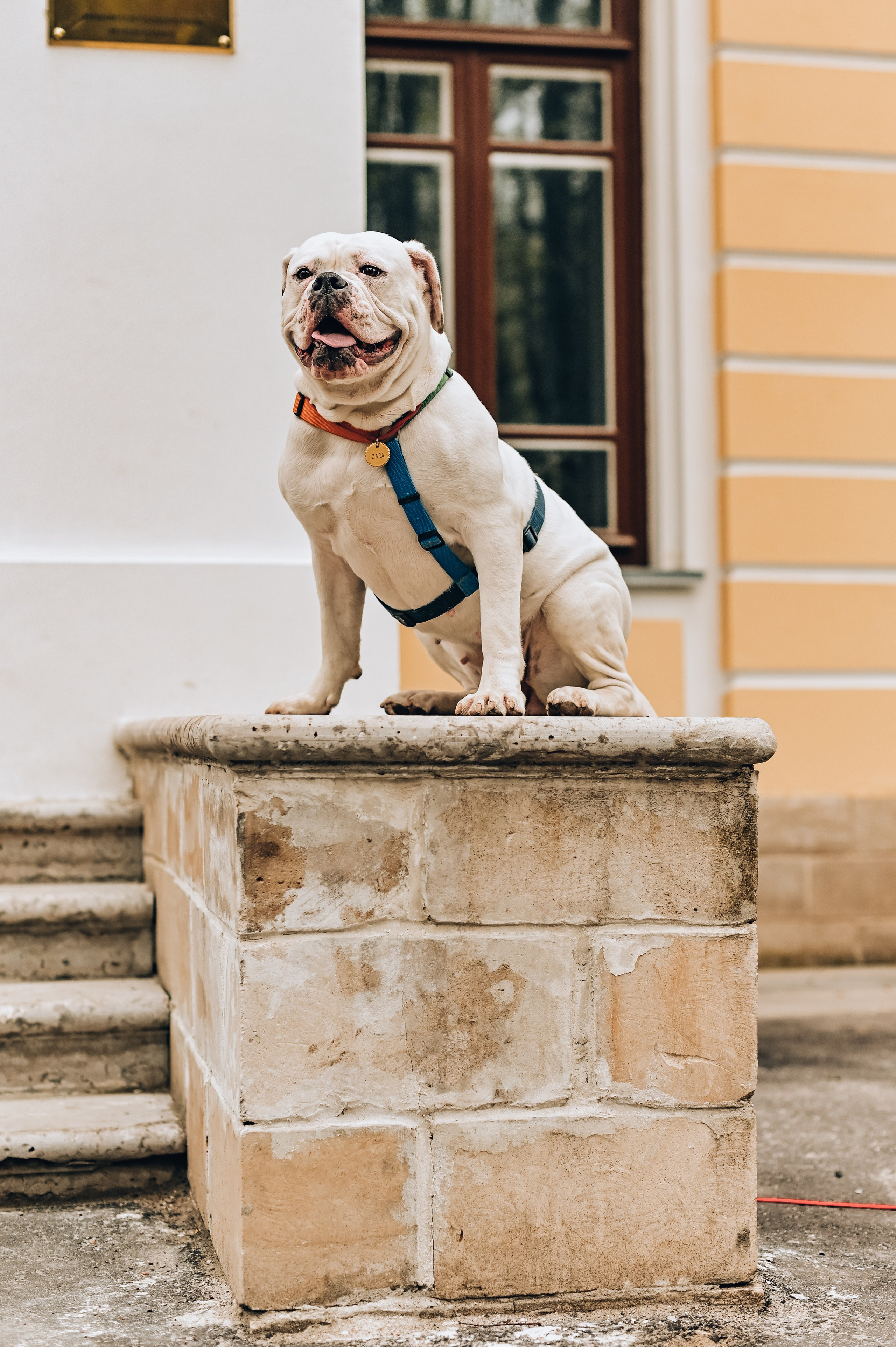 Занятие с кинологом. Семейный и репортажный фотограф в Москве Анастасия Трубкина