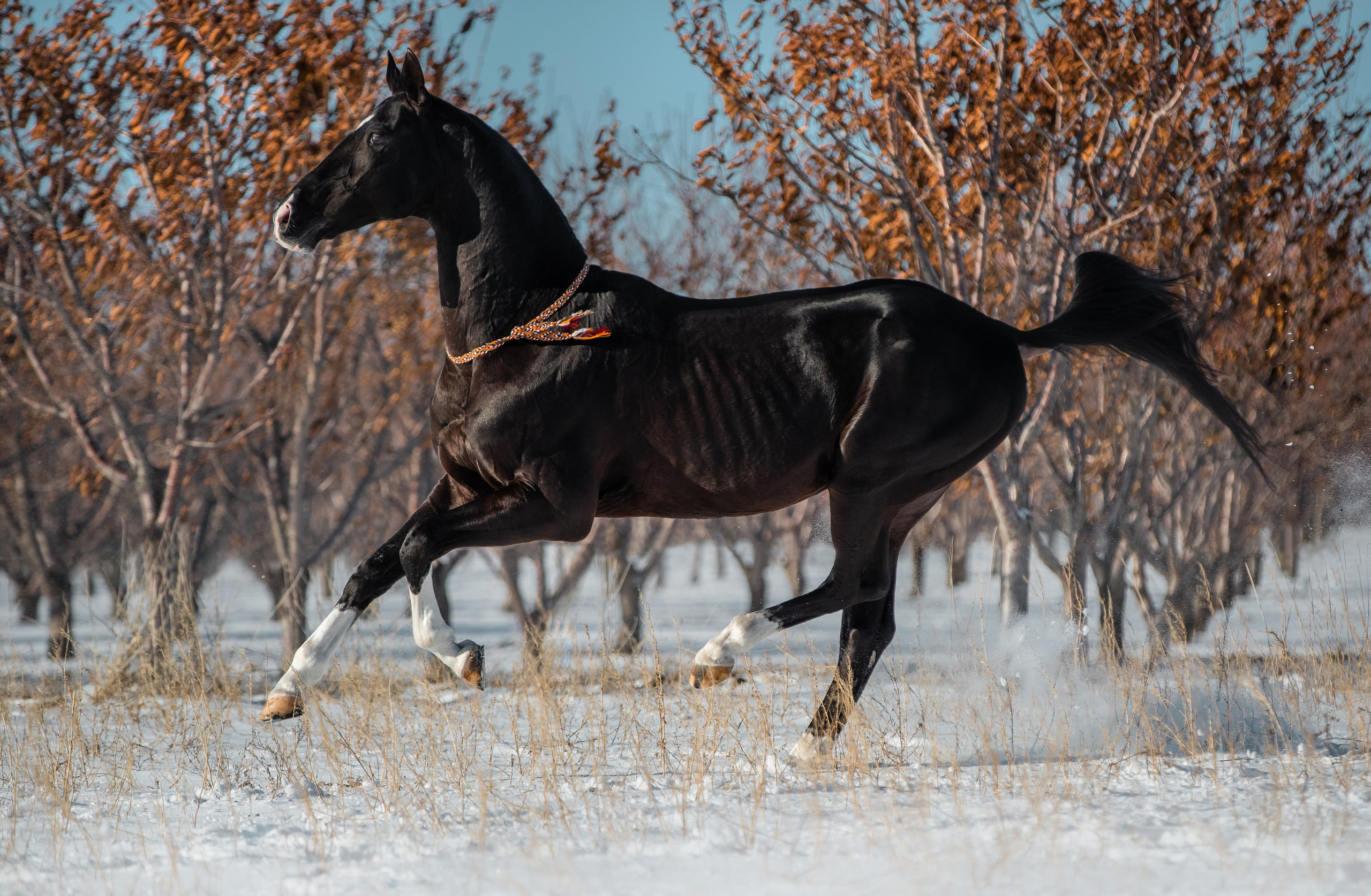 В движении. Фотограф-анималист Ксендзова Кристина