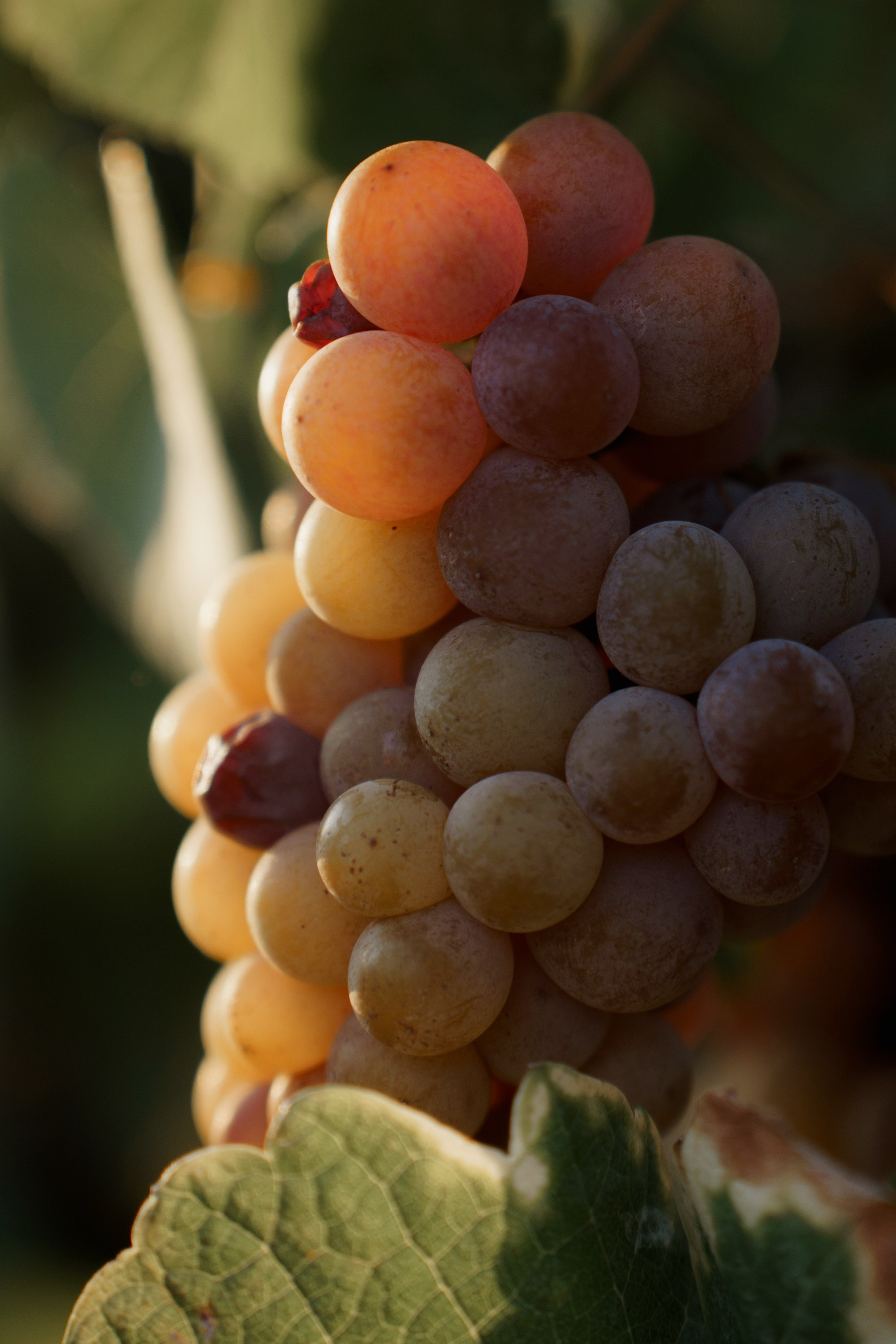 Константин + Влада. Свадебный фотограф в Краснодаре Алексей Кудинов