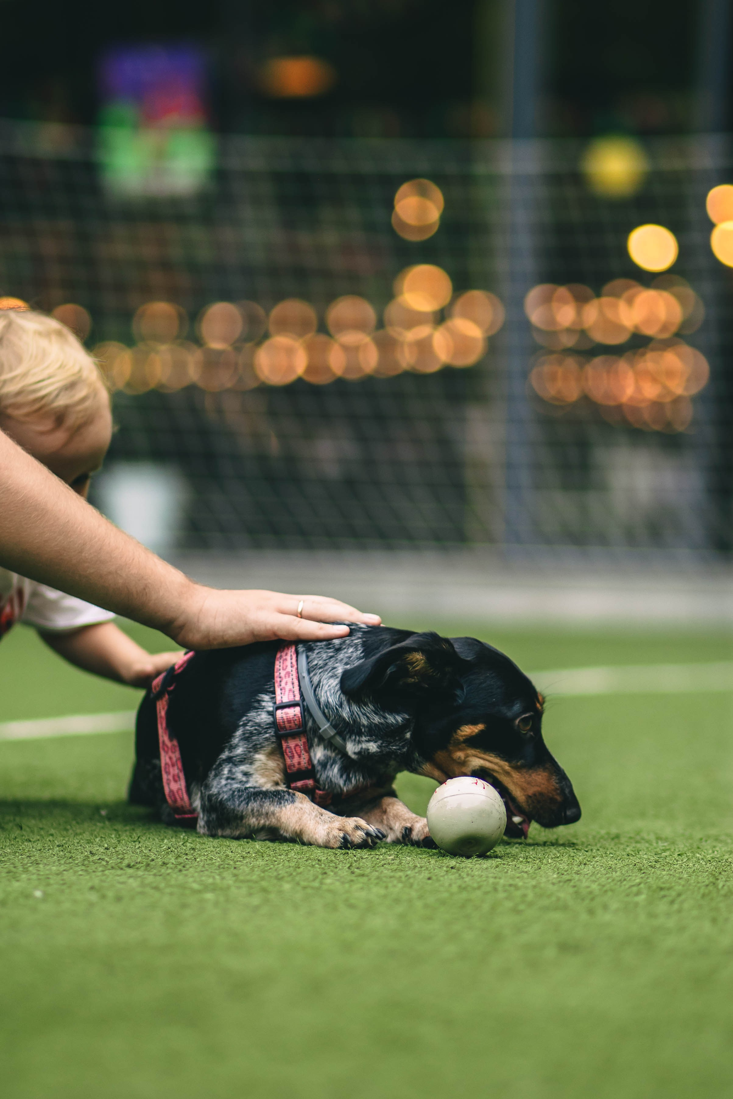 Pet-Party + Live-music |Парк Культуры. Фотограф в Ставрополе Алина Клочкова