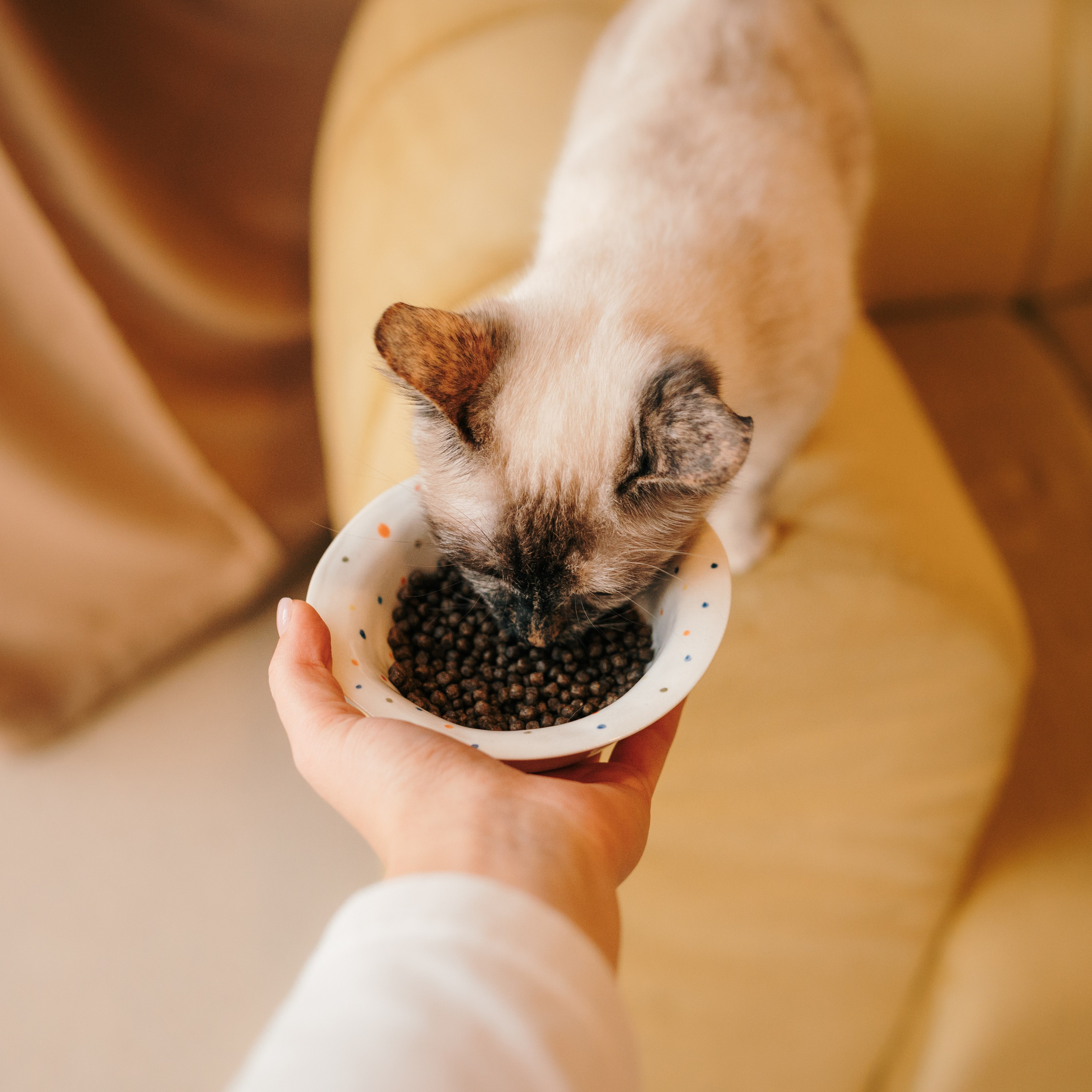 Cosmodog. Миски и лакомства. Семейный фотограф анималист Ананьева Мария — Москва