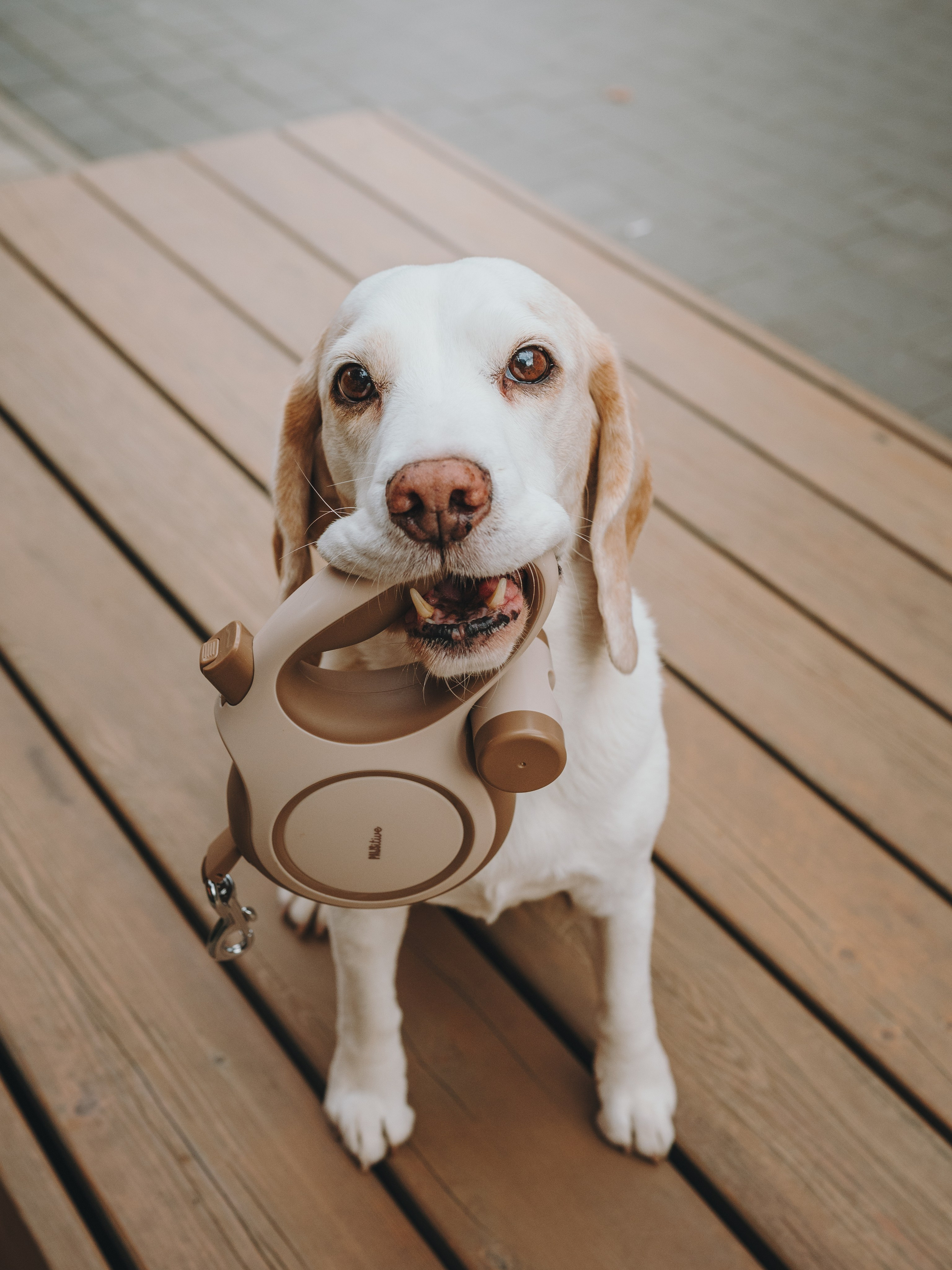 Pawsitive. Семейный фотограф анималист Ананьева Мария — Москва
