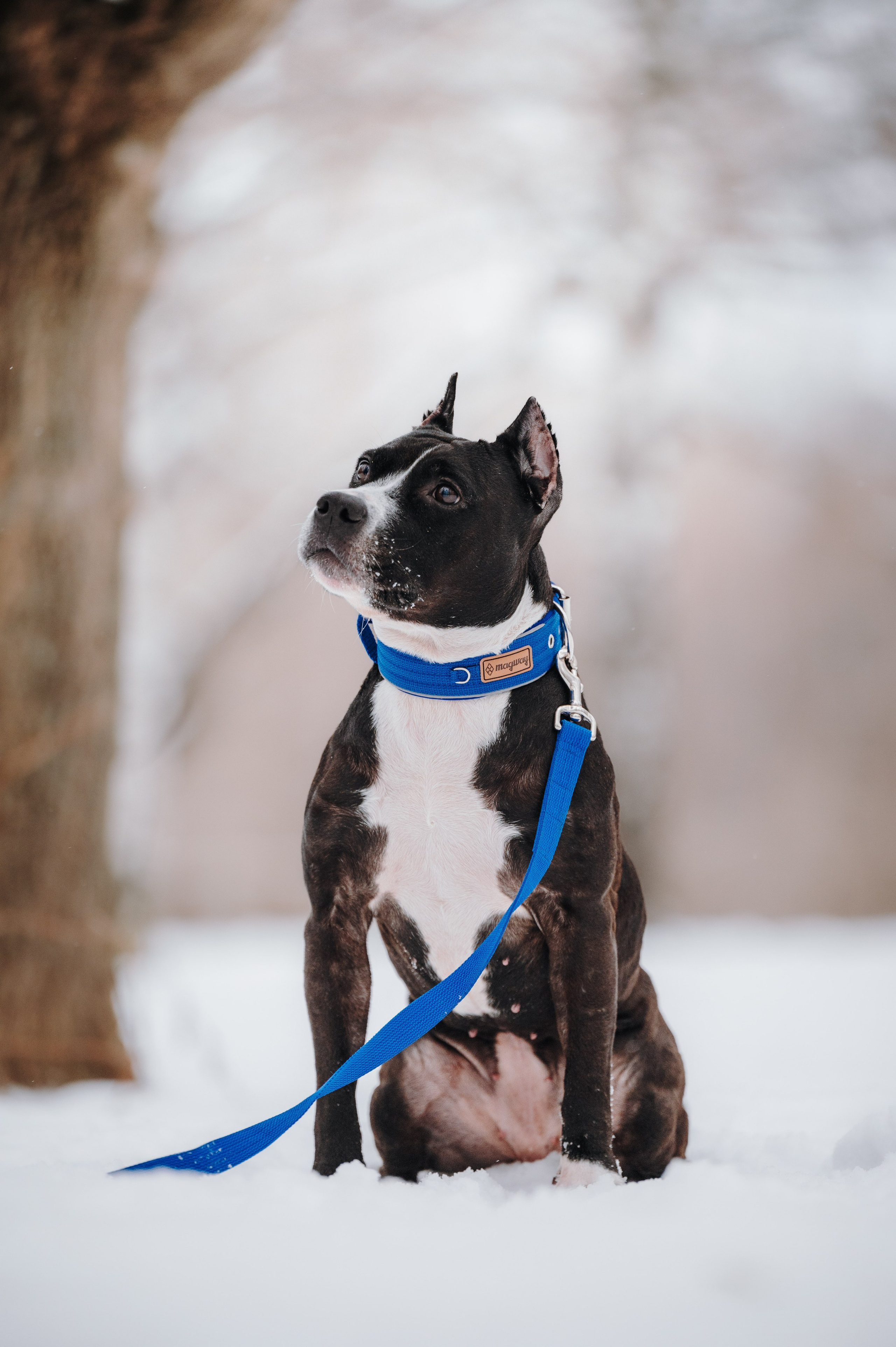 MagWay. Семейный фотограф анималист Ананьева Мария — Москва