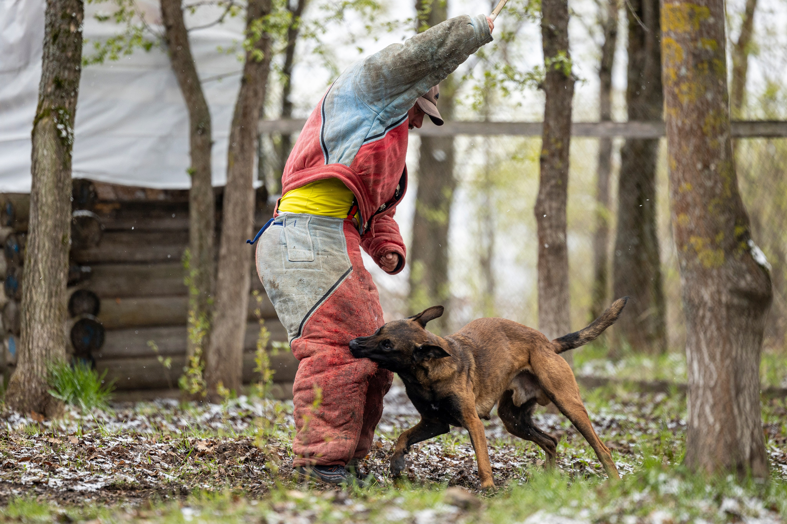 Квалификационные состязания по мондьорингу г. Вологда 11.05.24. Фотограф-анималист Анна Маринич