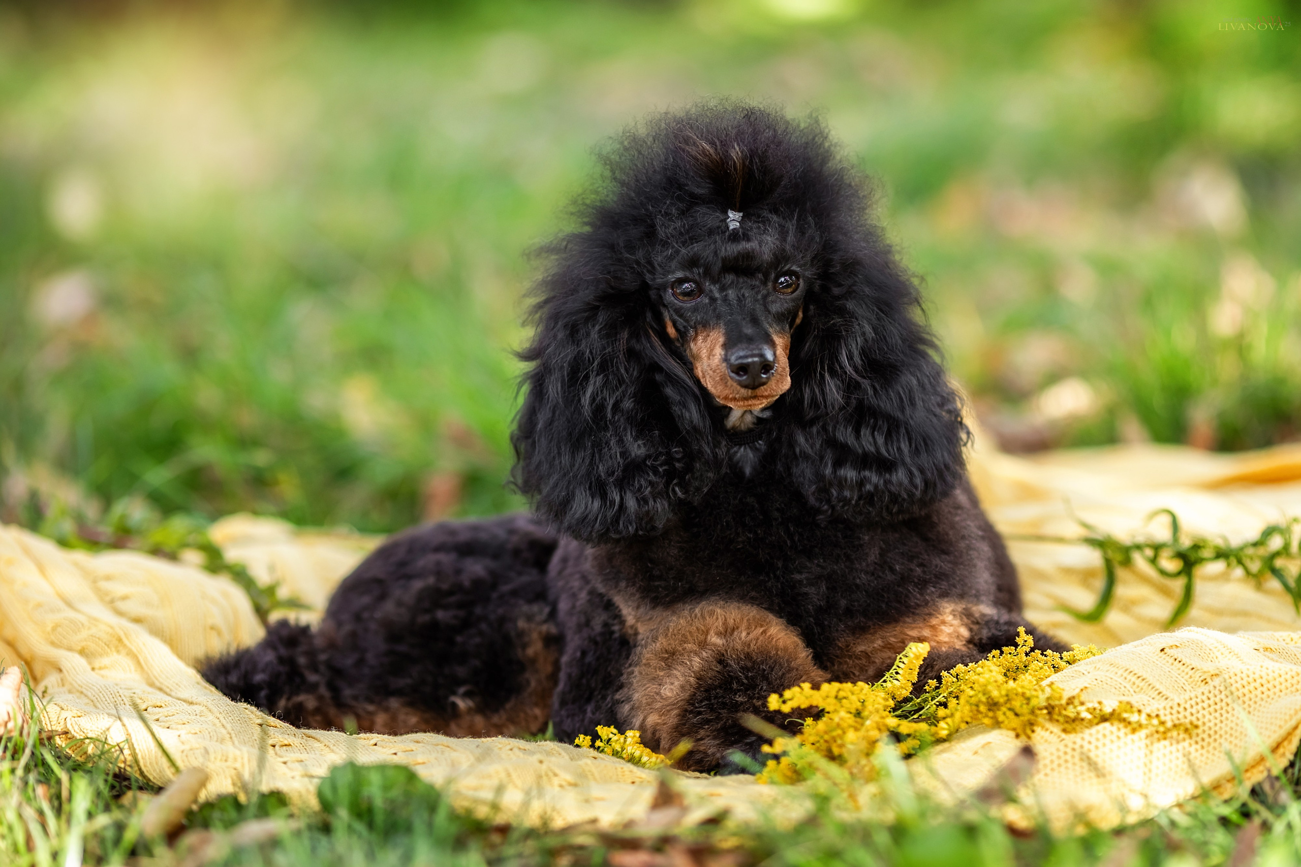 Пудель. Фотограф анималист Аня Ливанова | Рыбинск
