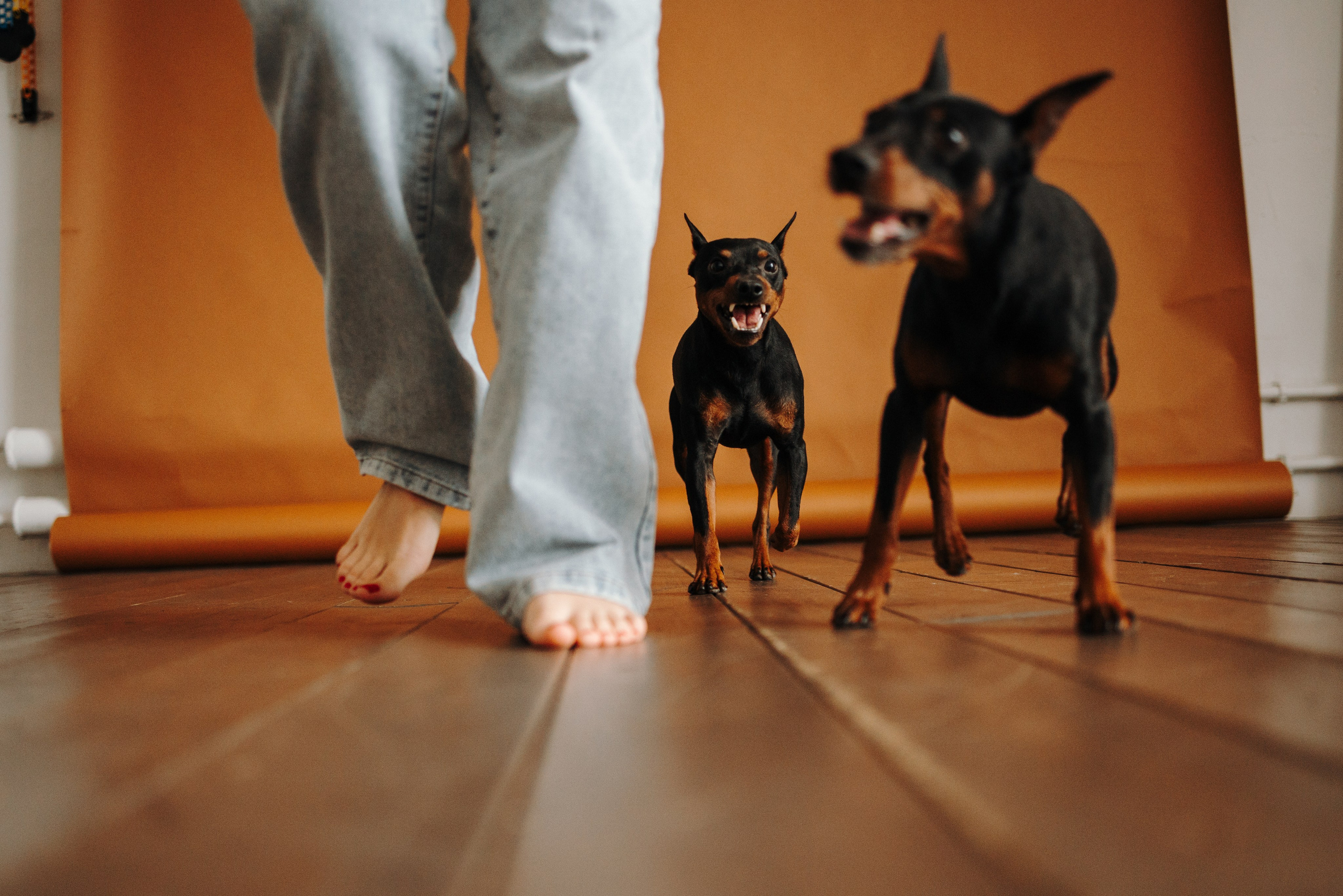 Катя и ее мальчики. Фотограф — Анималист | Санкт-Петербург