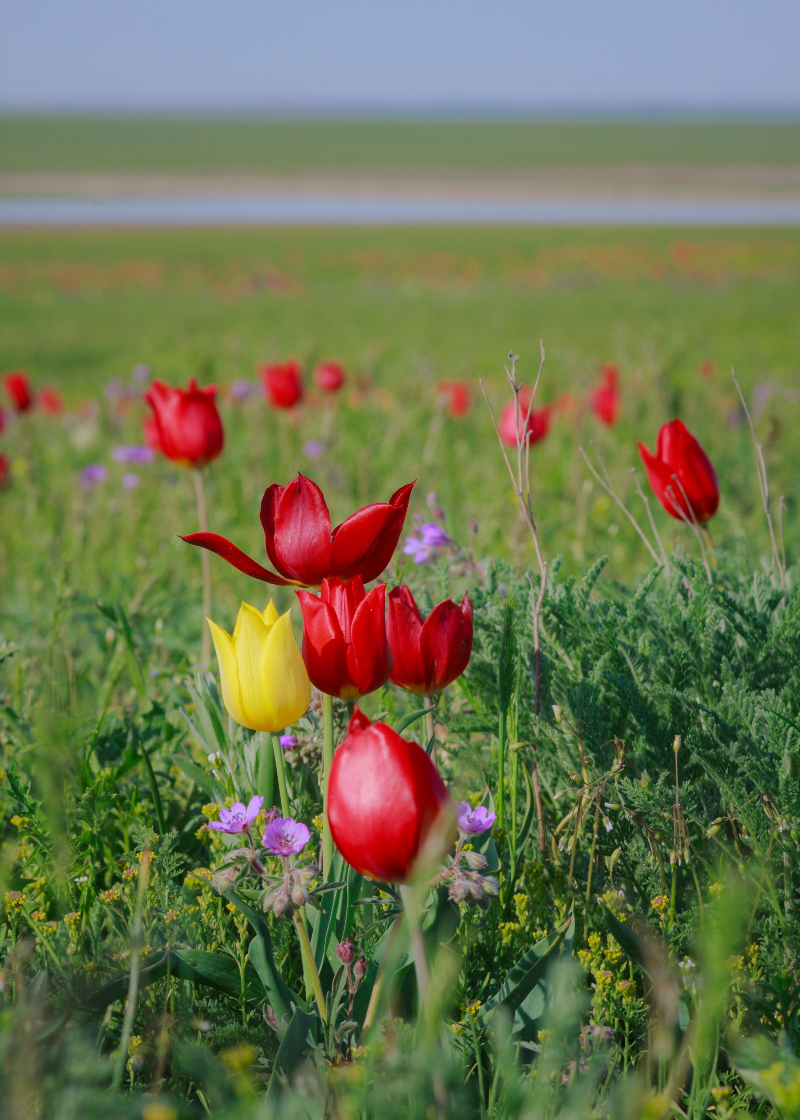 Тюльпаны в республике Калмыкия недалеко от Ставропольского края