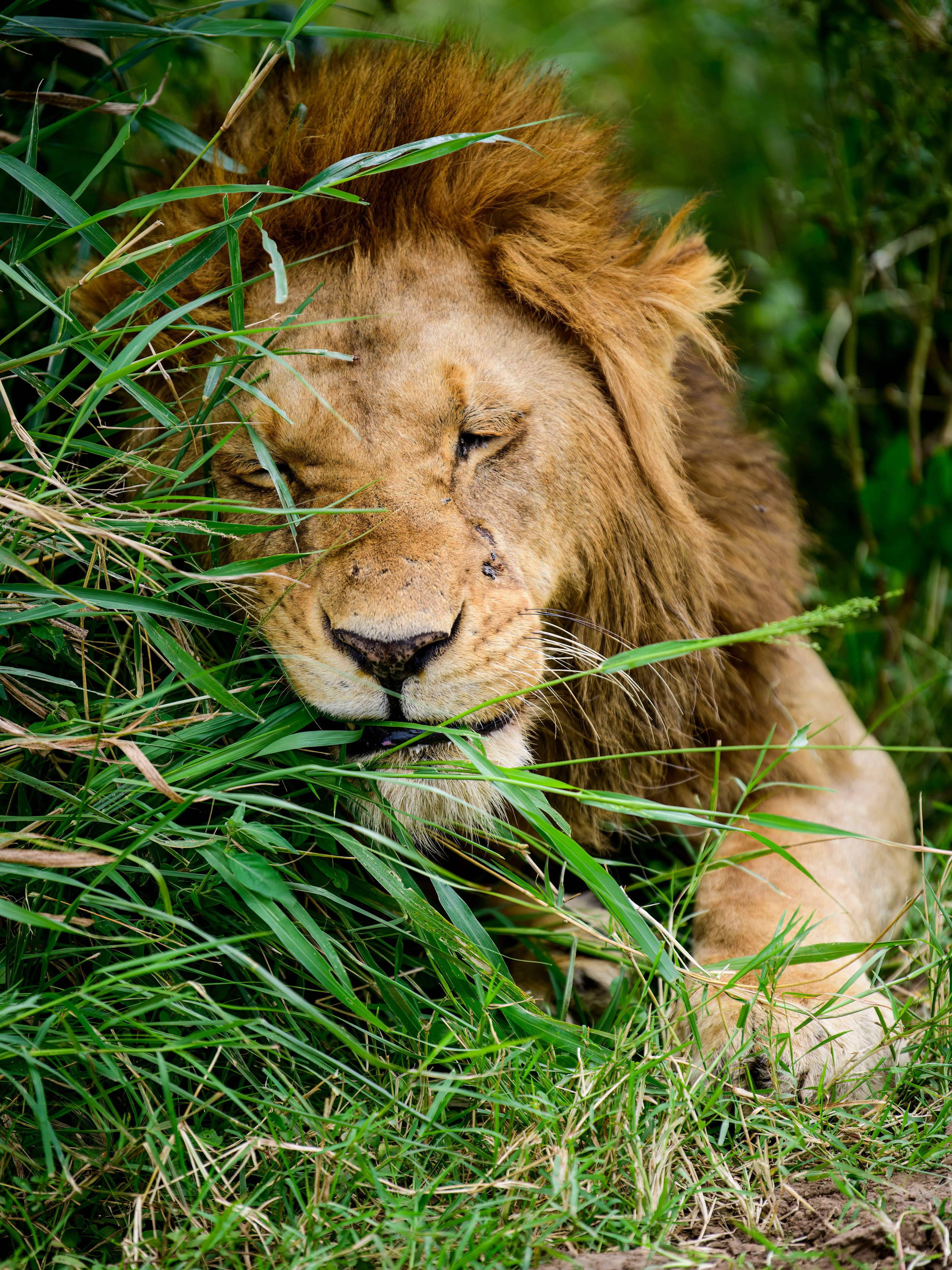 Кения. Wildlife photography by Sergey Puponin