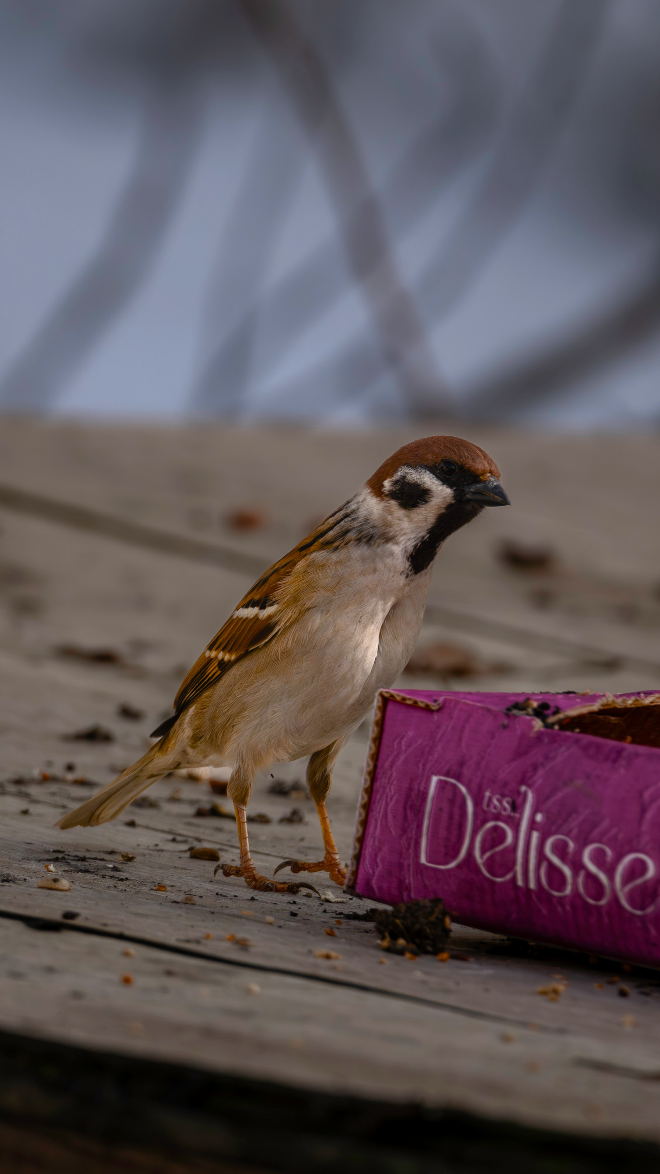 Живность разная. FM Media Сrew. Репортажные фото и видео