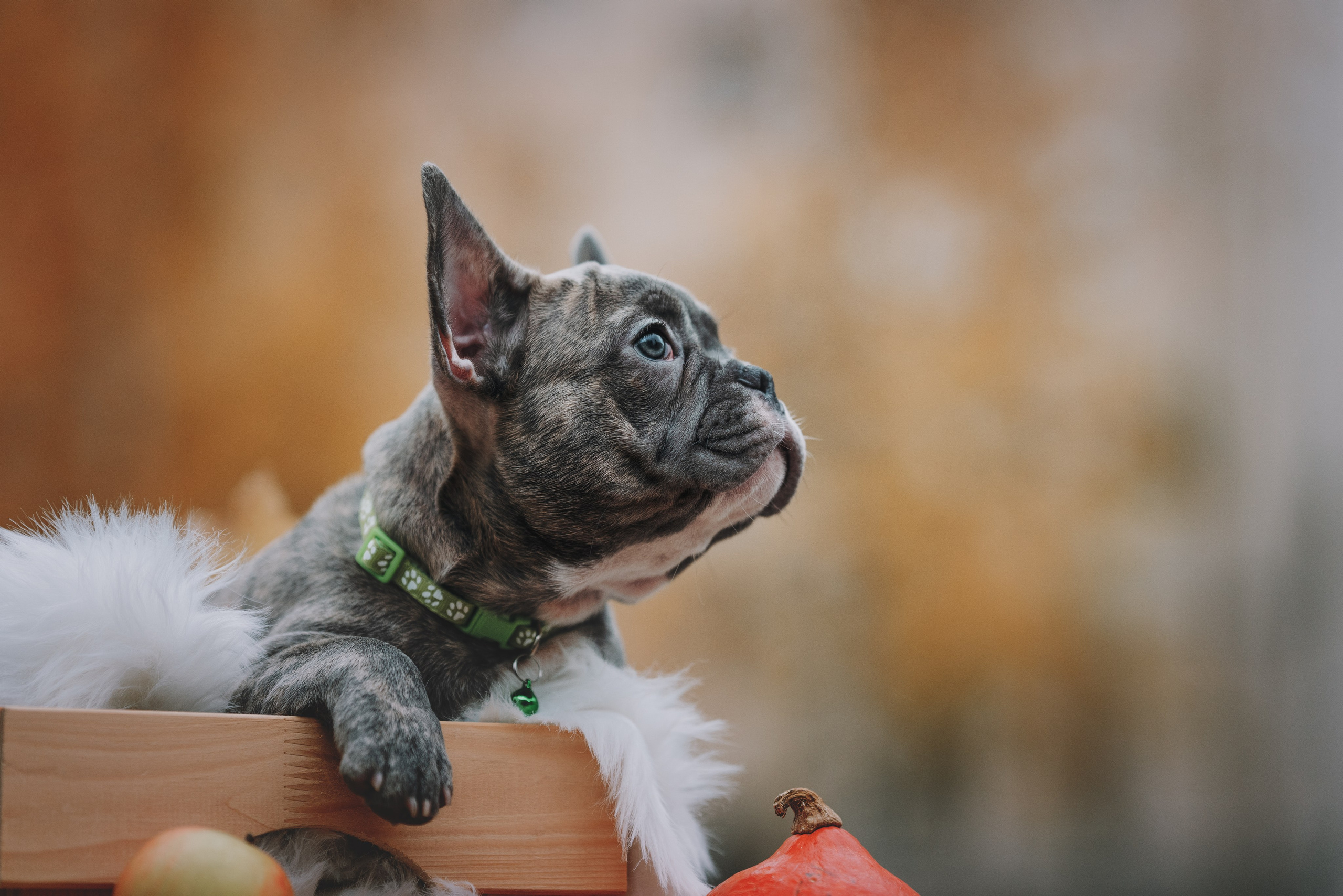 Французские бульдоги. Фотограф анималист Осипчикова Мария