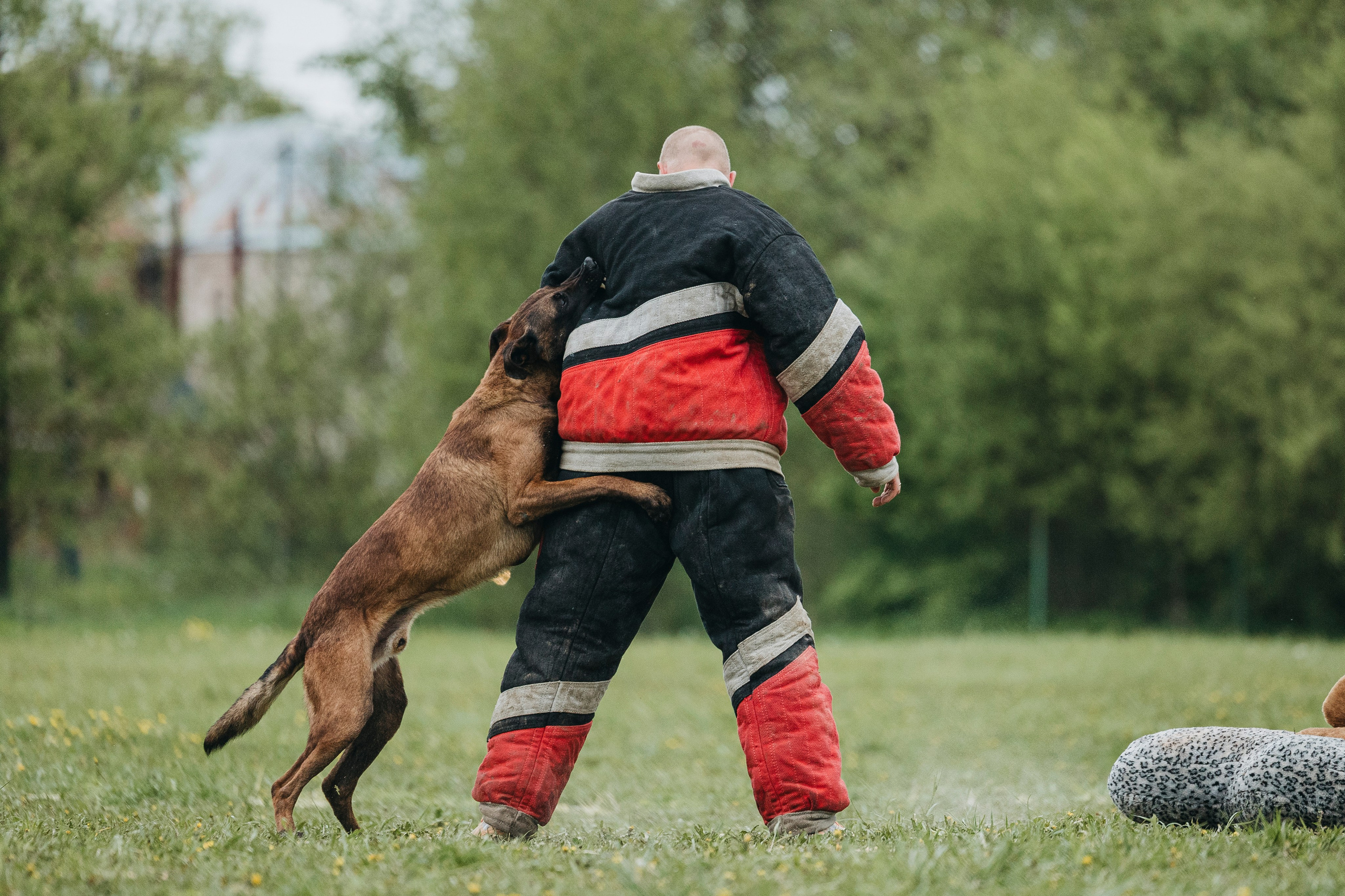 26.05.25 г. Пушкин квалификационные соревнования. Фотограф-анималист Анна Маринич