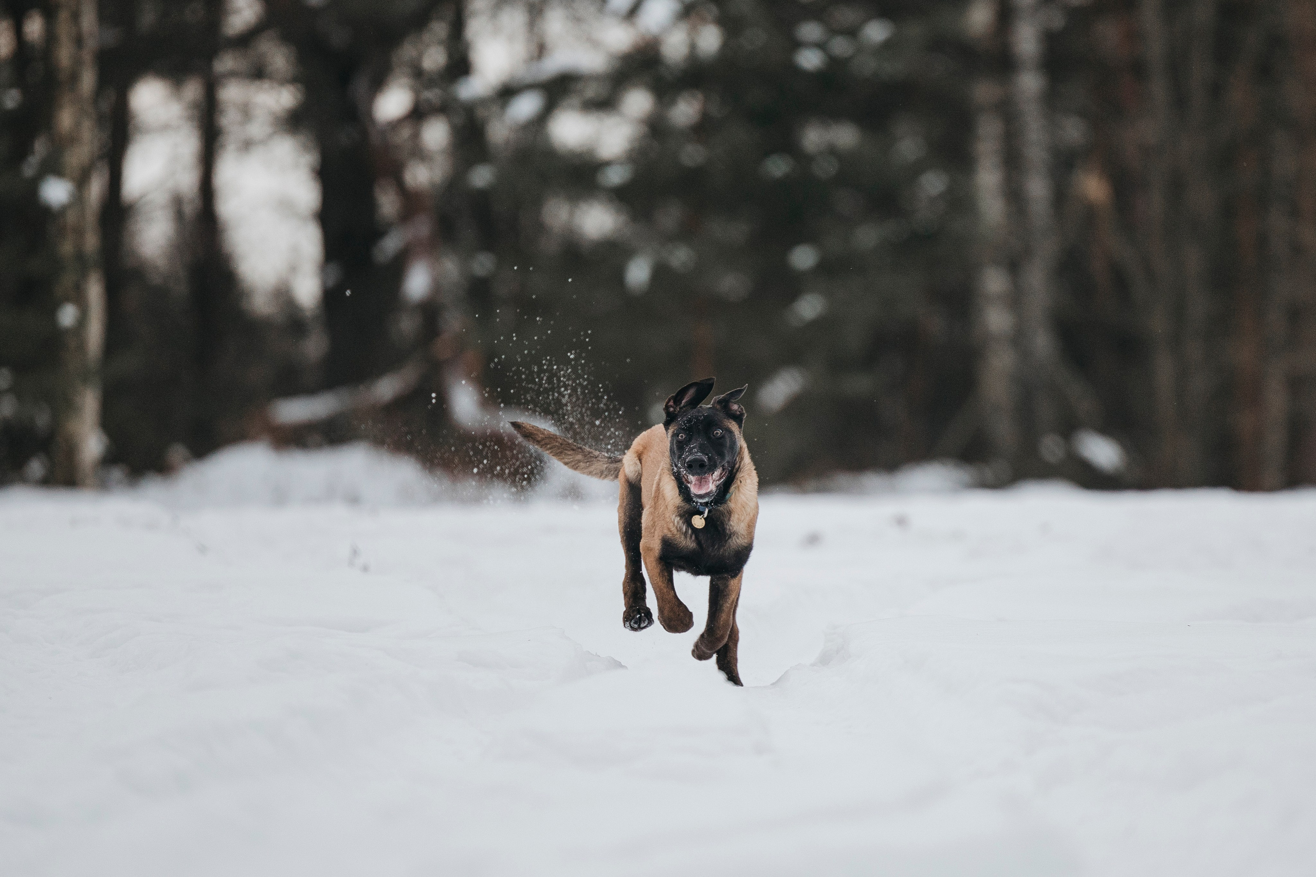 Даша, Омен, Айс и Рицу. Фотограф-анималист Анна Маринич