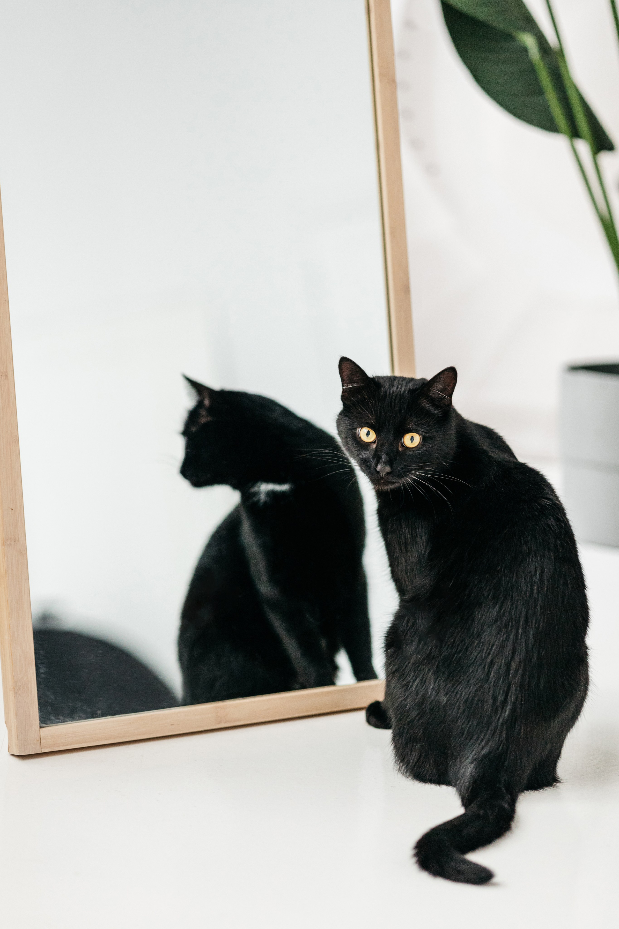 Кузя. Фотограф-анималист Елена Радченко, Москва