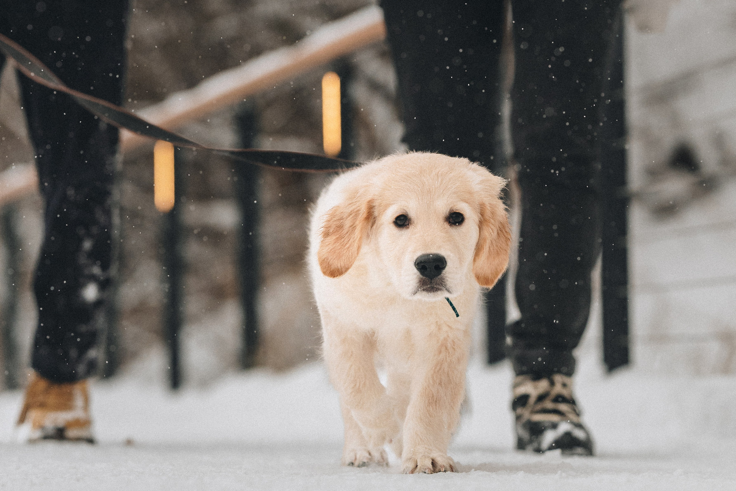 Sonia, Denis & Baggi. Natalia Finch Photography — Family, Kids & Pet Photographer in Chicago, IL