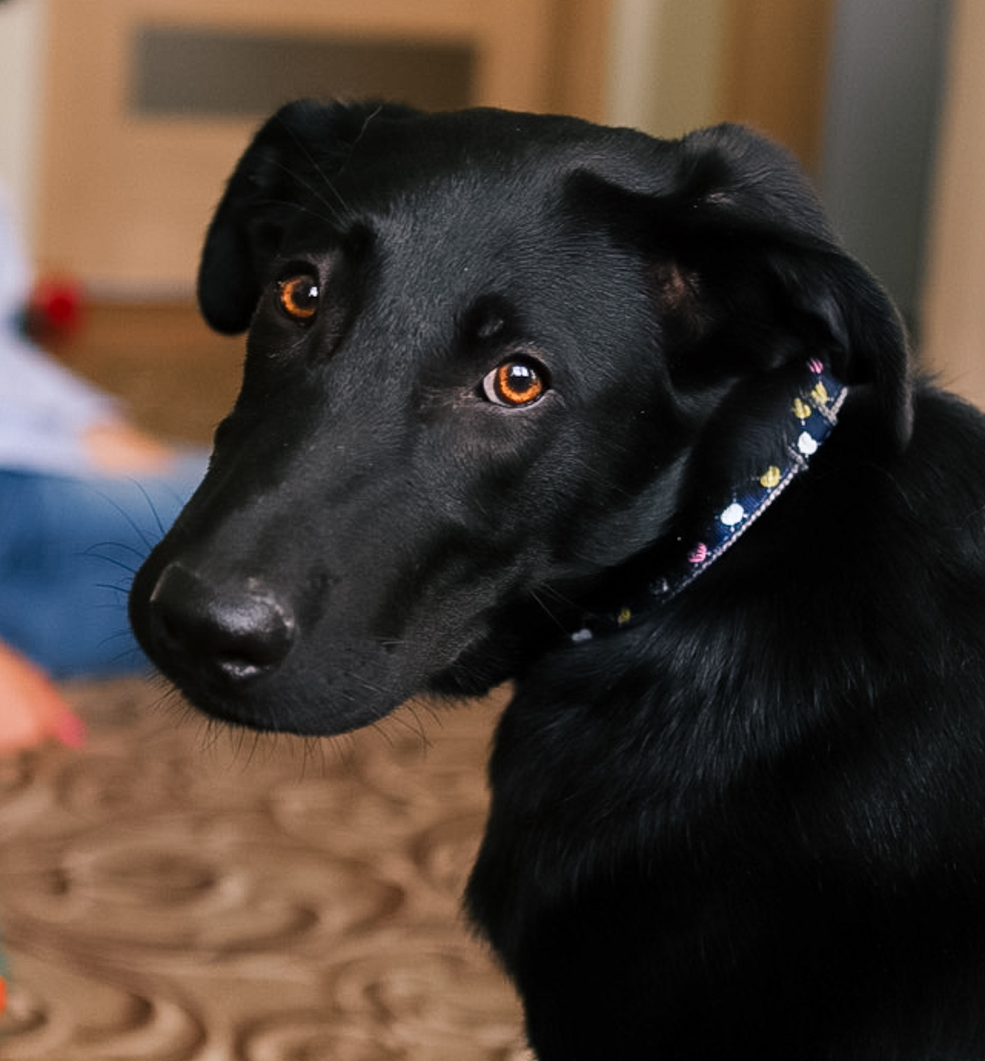 Собаки. Фотограф-анималист Полина Колкова | Москва