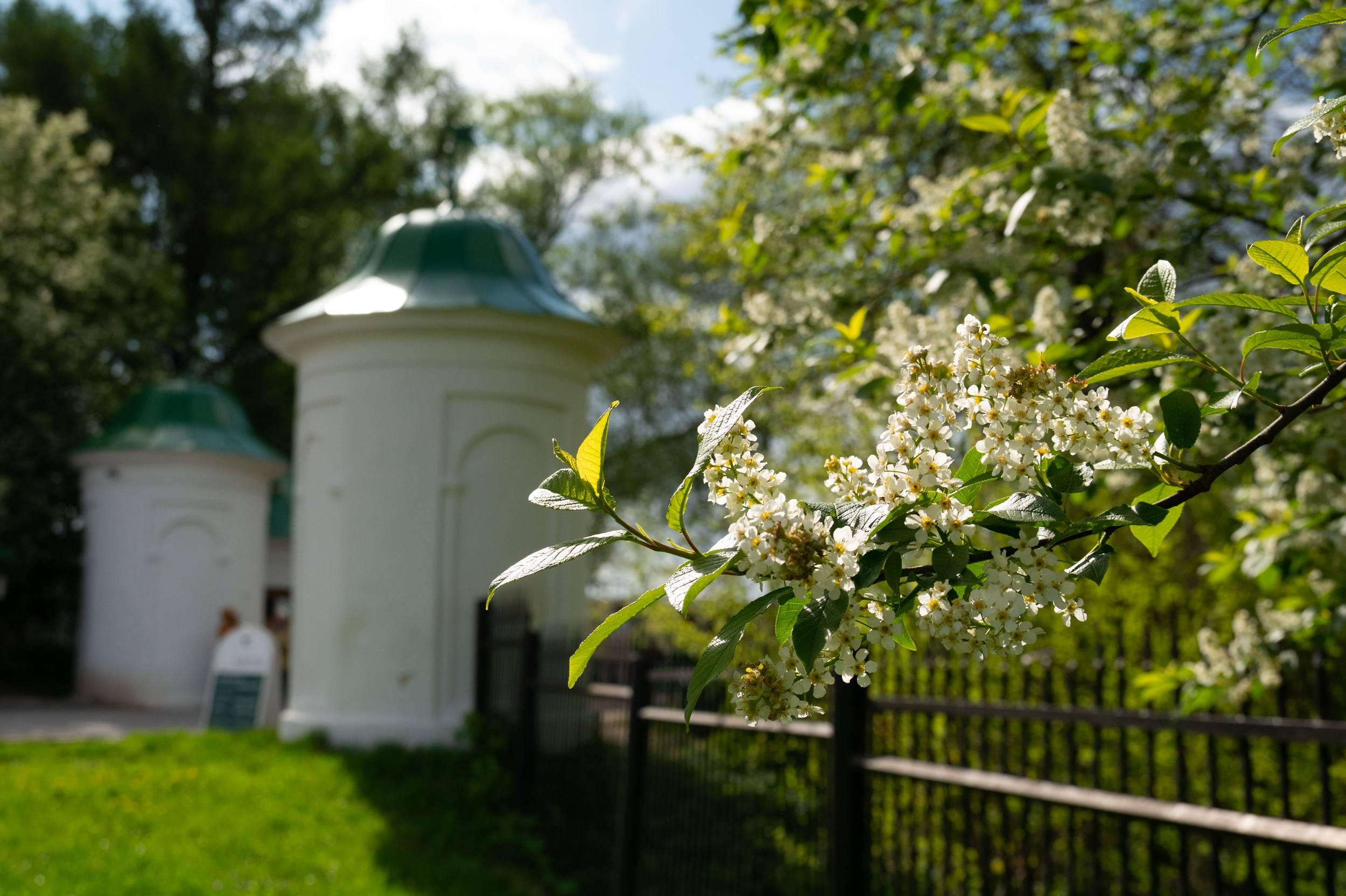 Ясная поляна. Фотограф и видеооператор в Туле | Даниил Рыбак