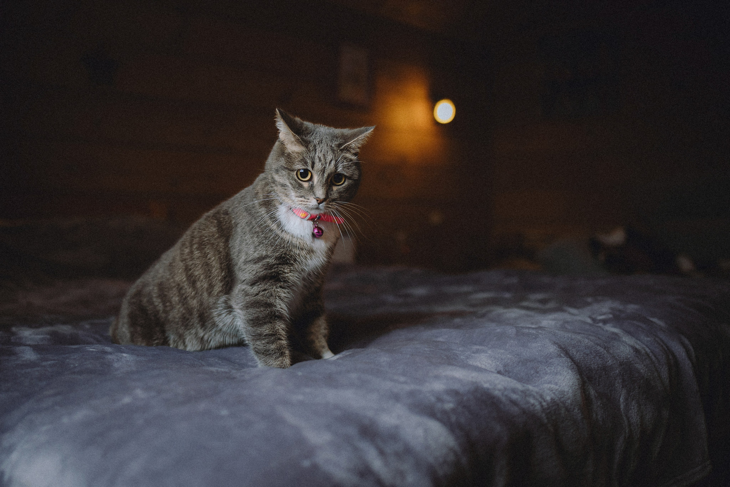 Леброн, Муся и их семья